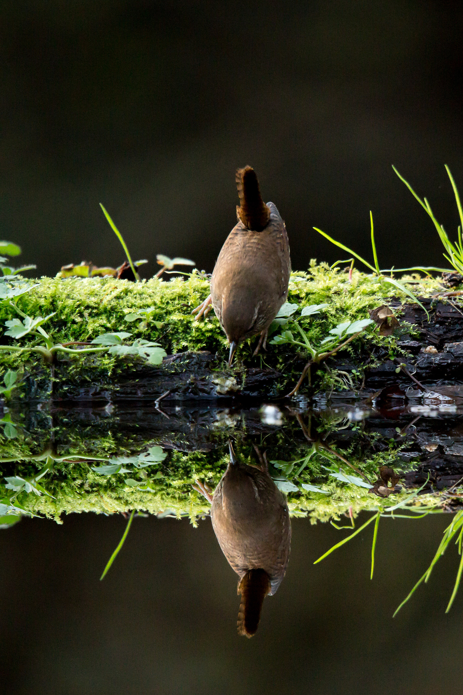 Mirrored Wren