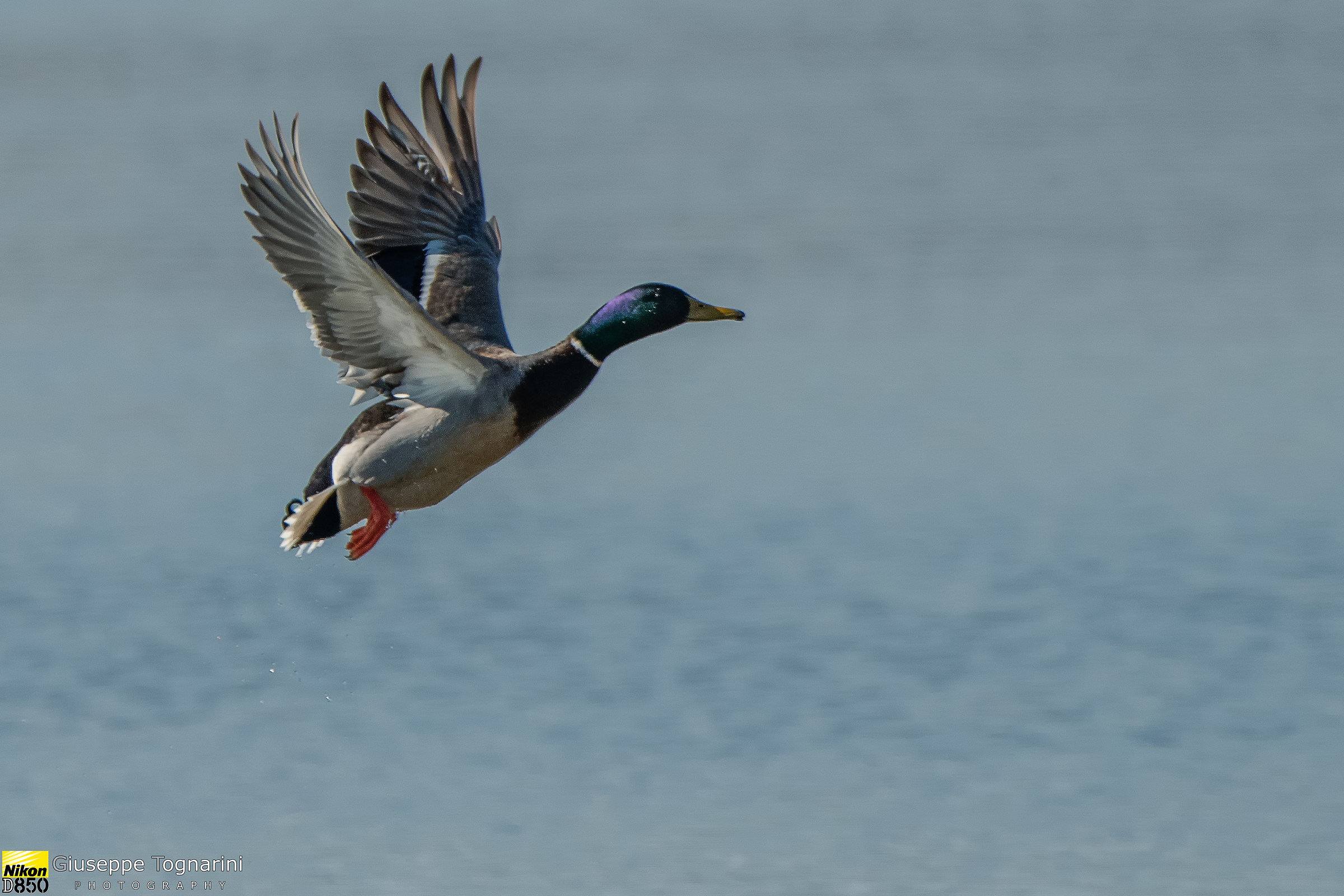 Mallard (male)