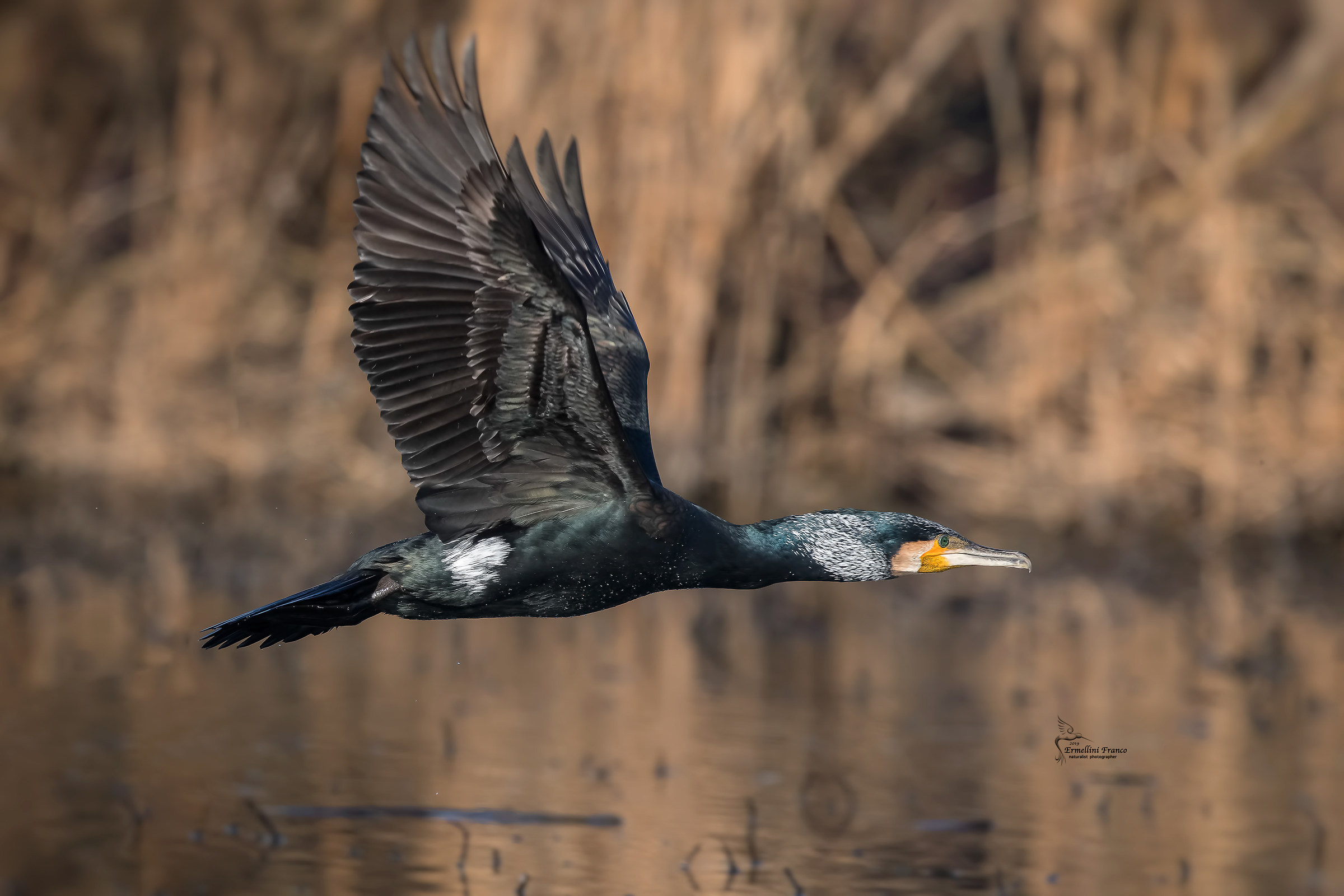 Cormorate in bridal Gown