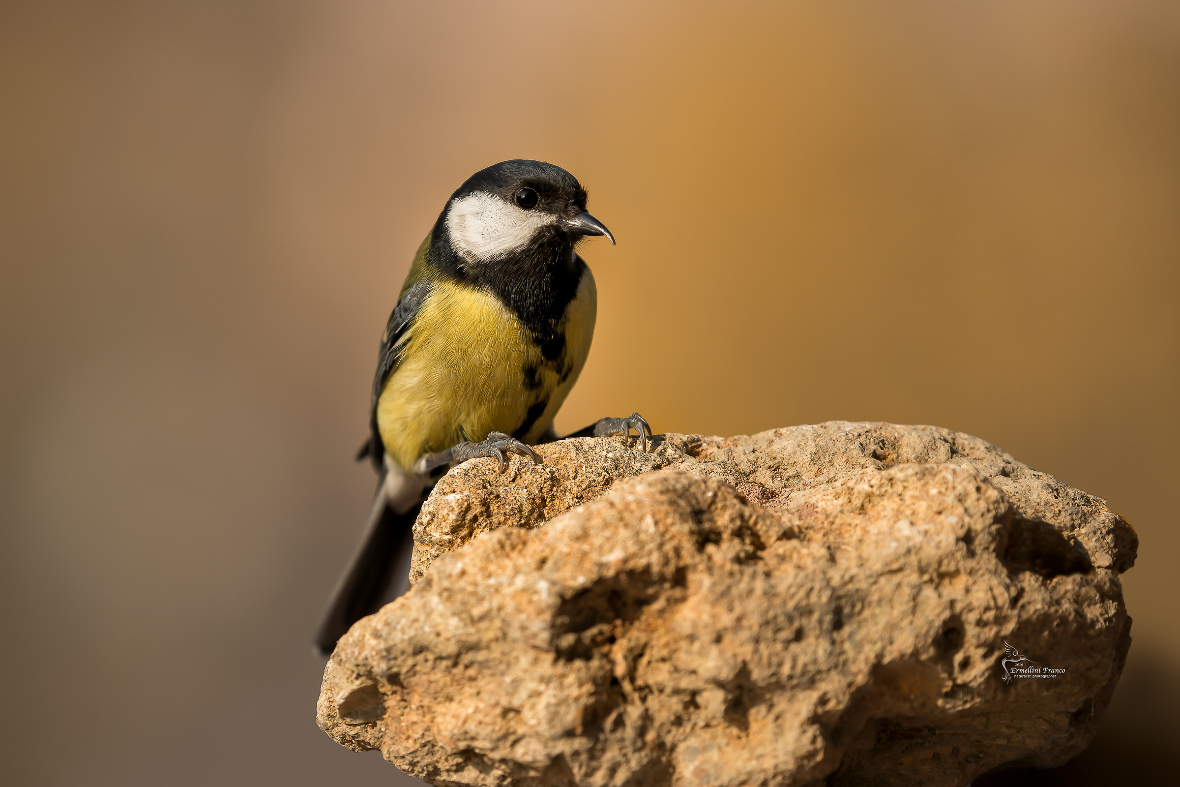 Pulcinella di Bosco??