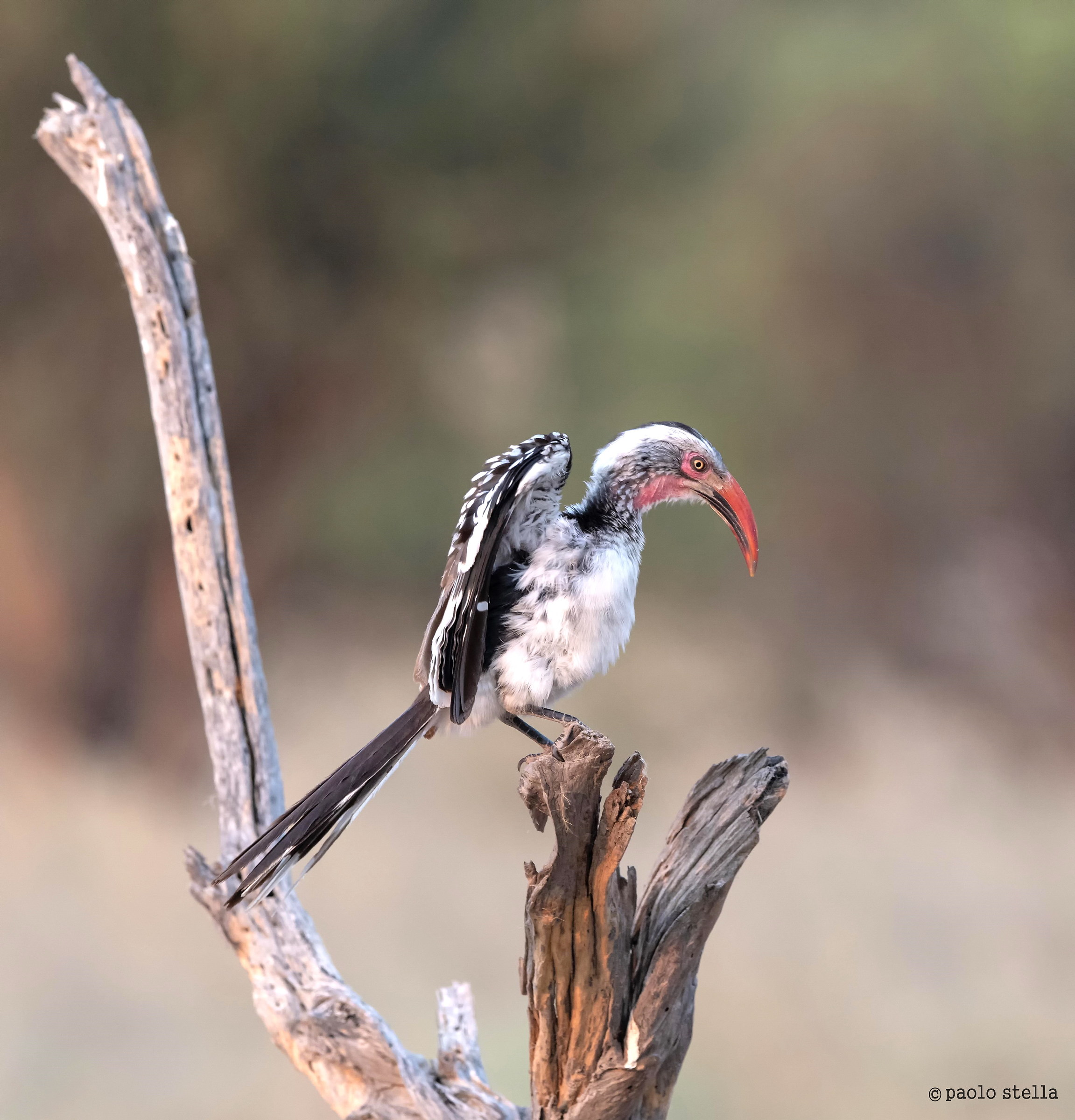 Red-billed Hornbill