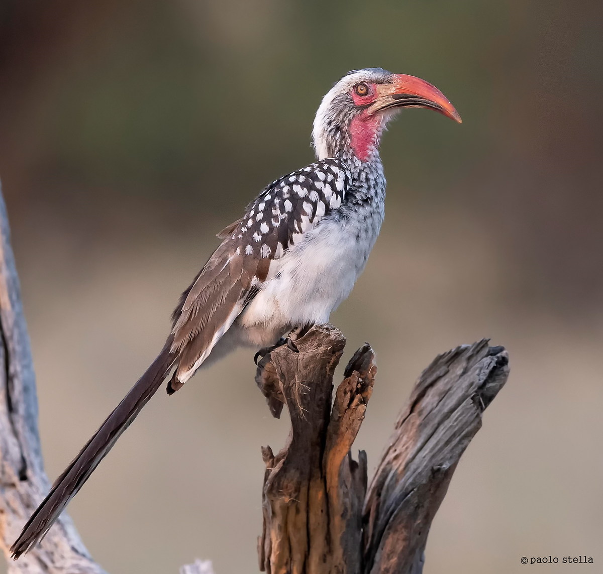 Red-billed Hornbill portrait