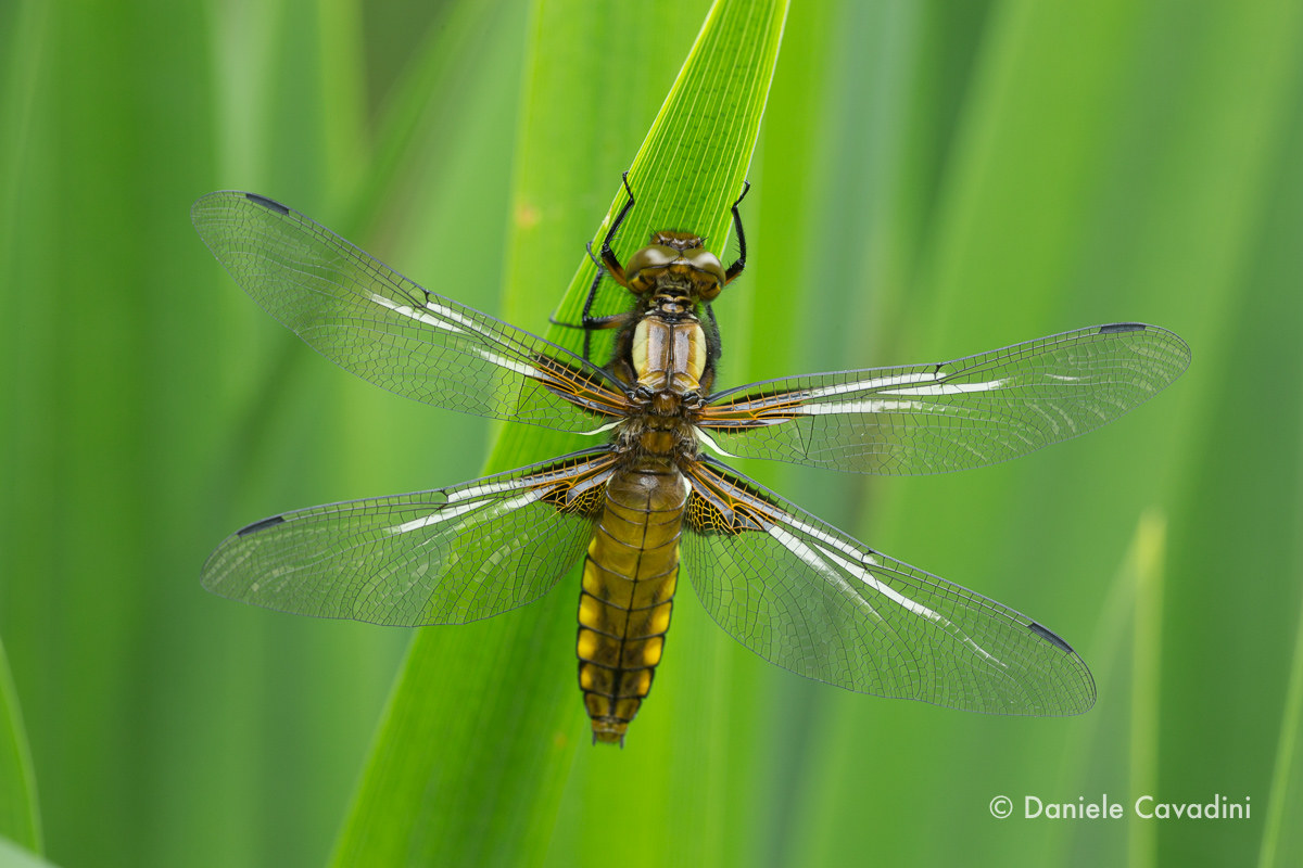 Libellula