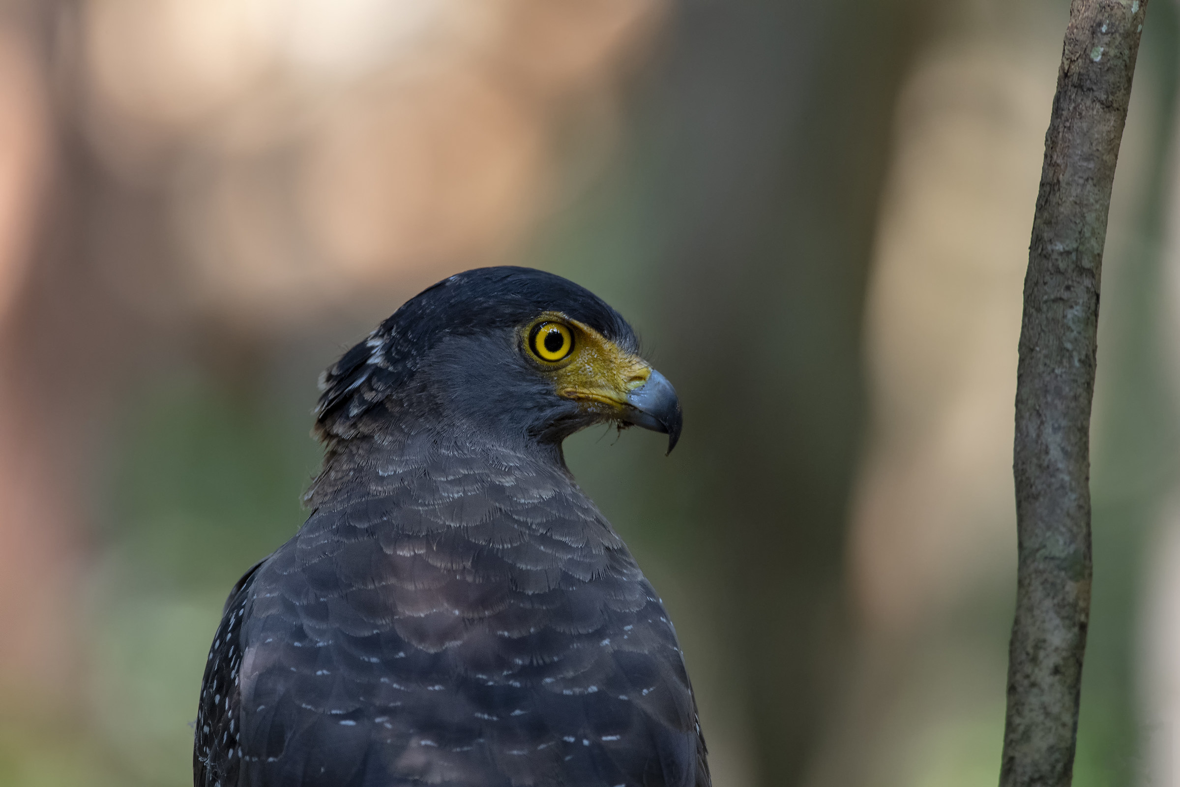 Crebeen Serpent Eagle