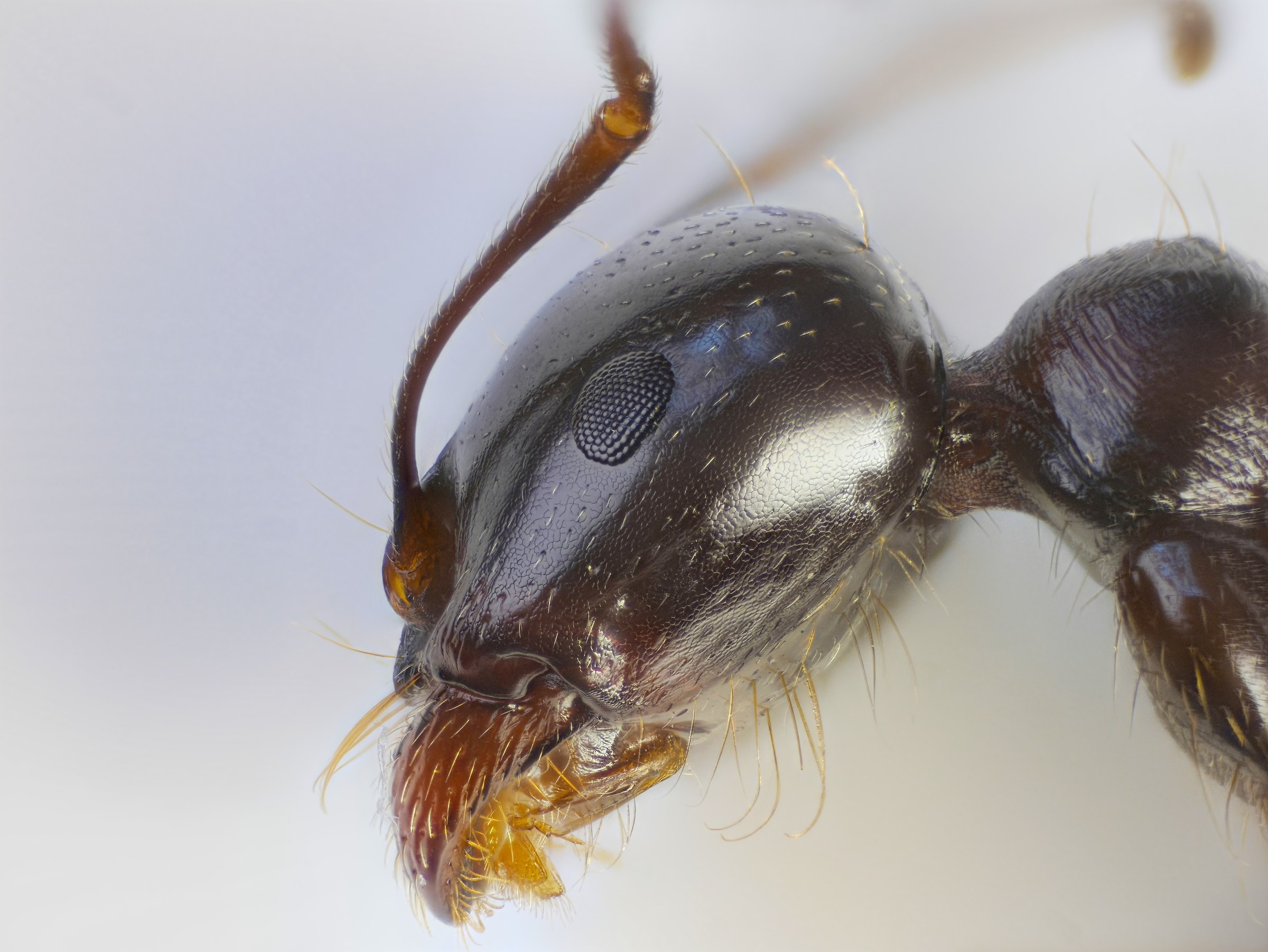 Camponotus (Tanaemyrmex) aethiops