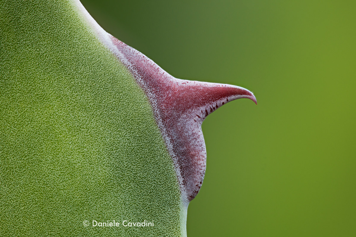 Agave ferox
