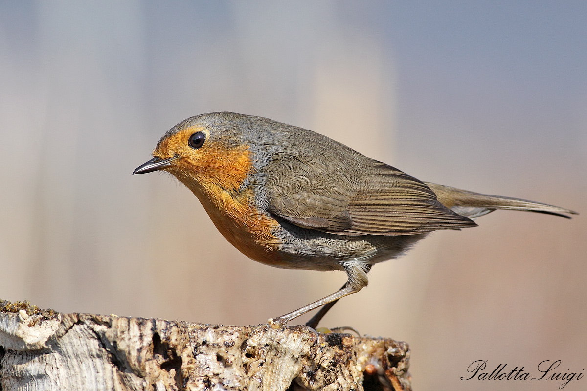 Robin (Erithacus rubecula)