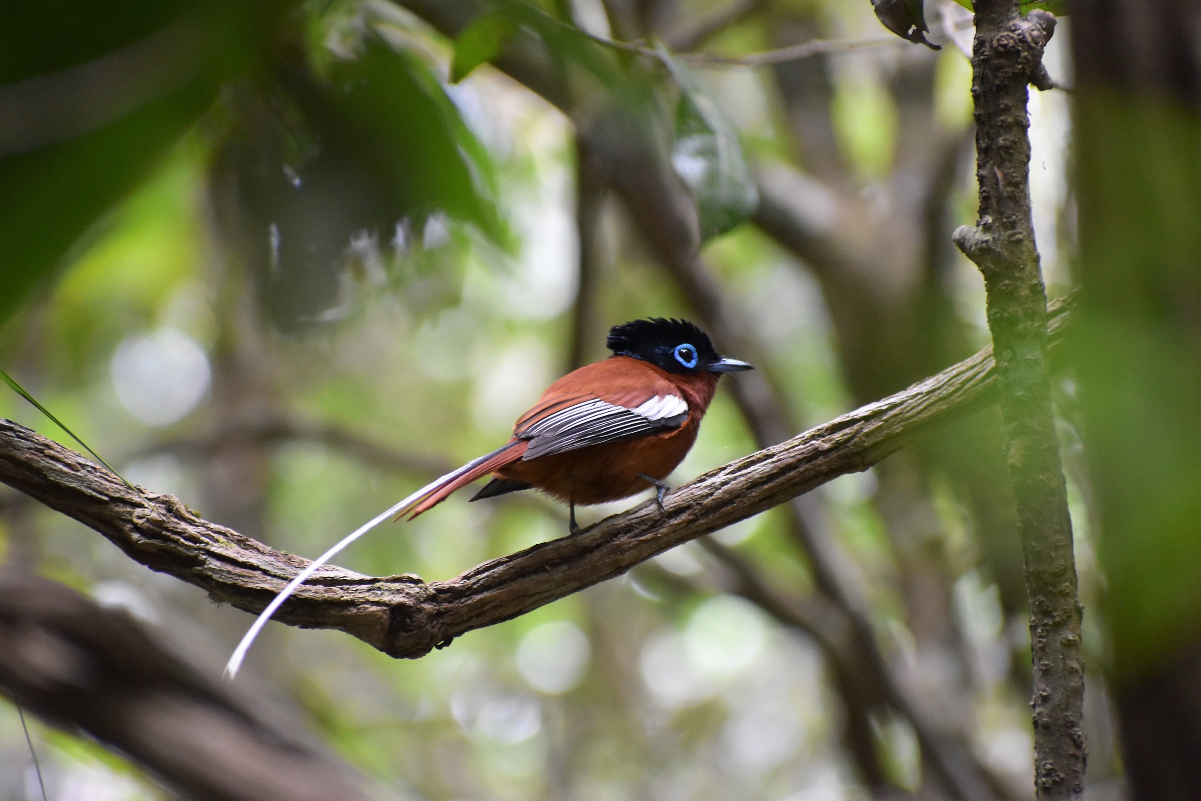 Paradise Flycatcher