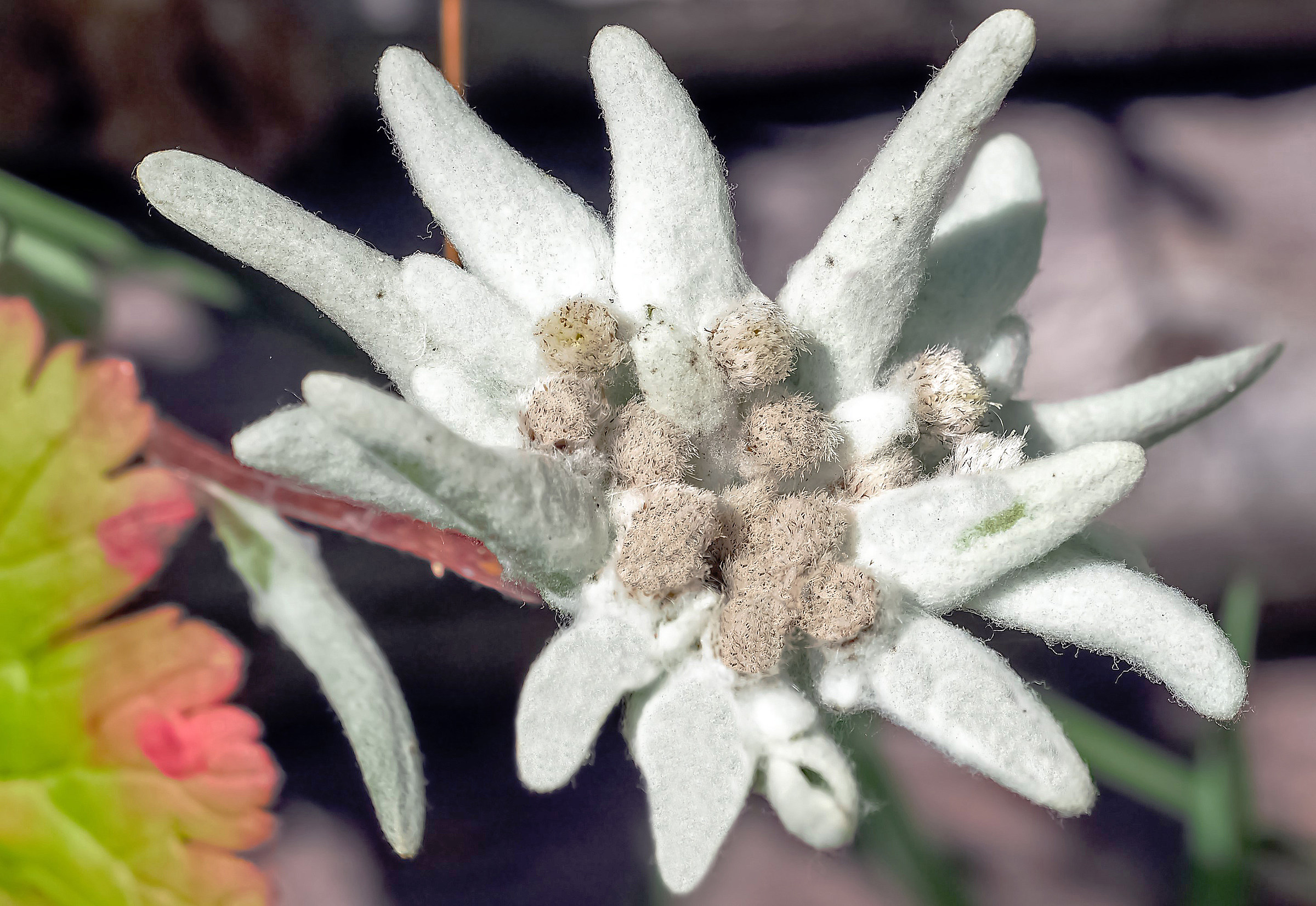 Edelweiss - Grand Puy