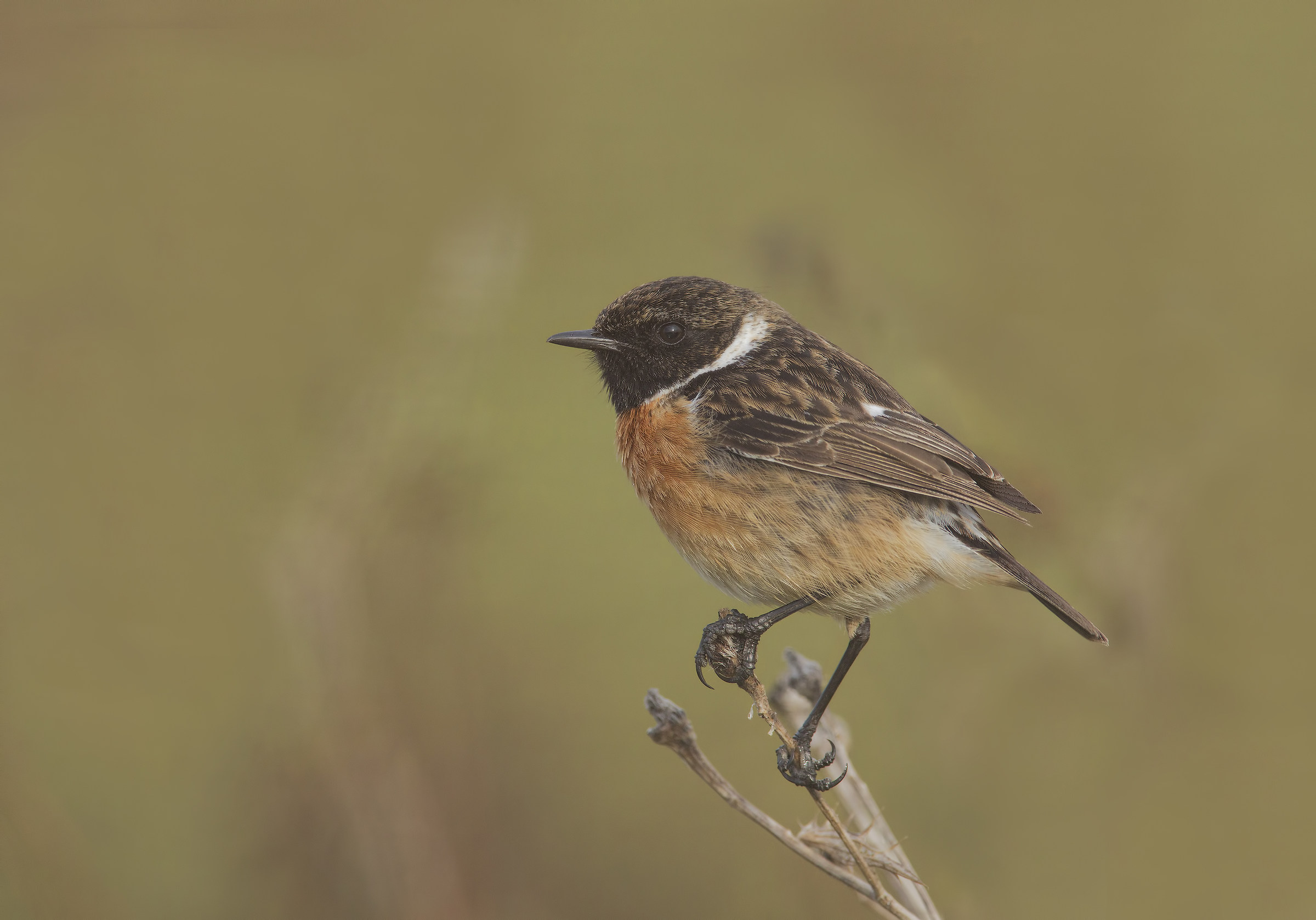 saltimpalo (saxicola torquatus)