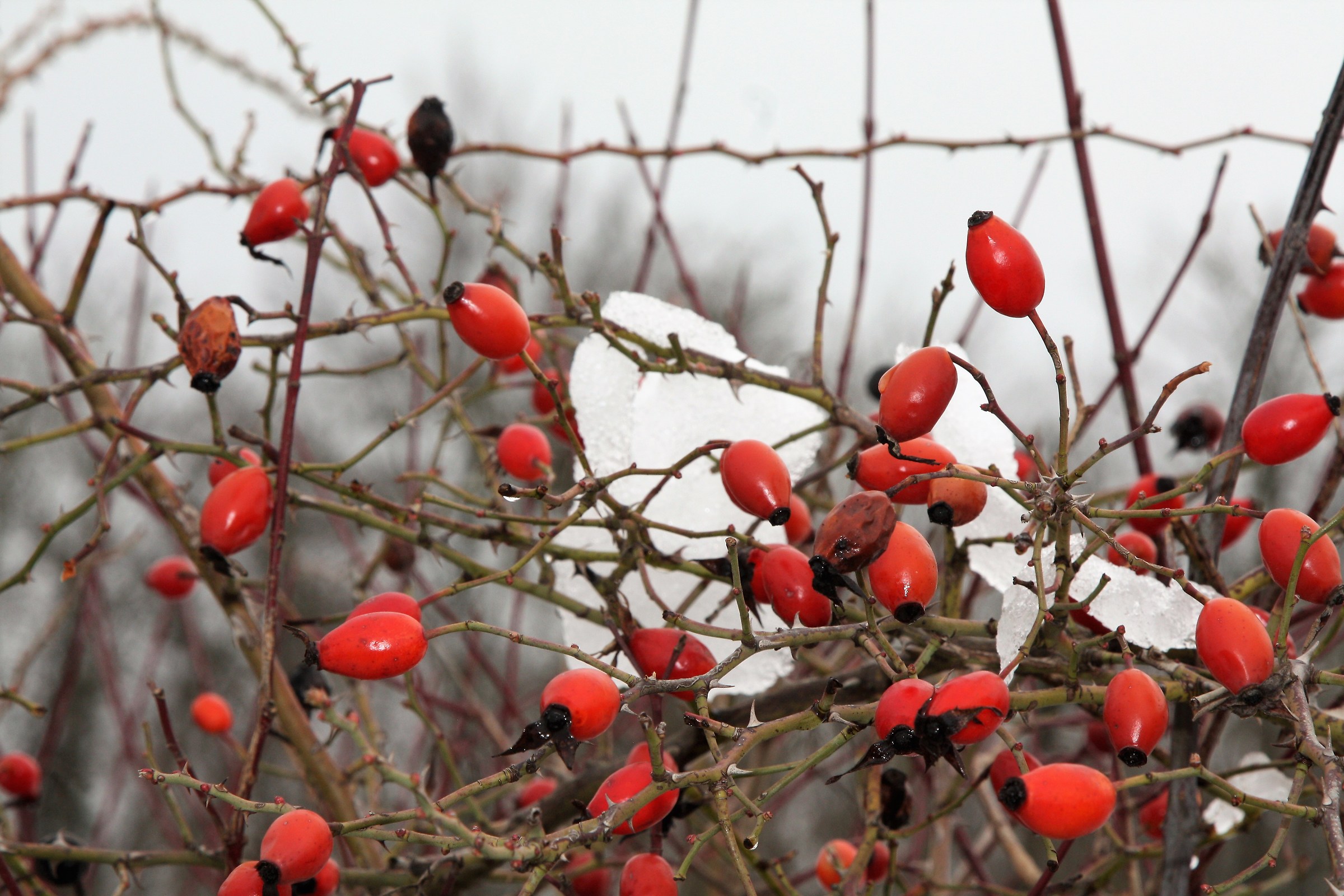 Rosehip Berries