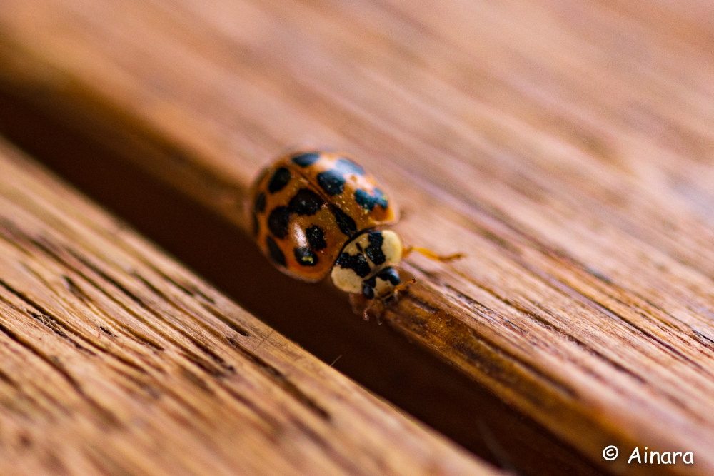 Coccinella in esplorazione