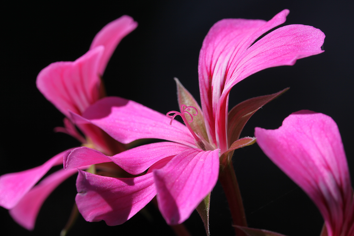 Pelargonium peltatum - Geranium Parisian