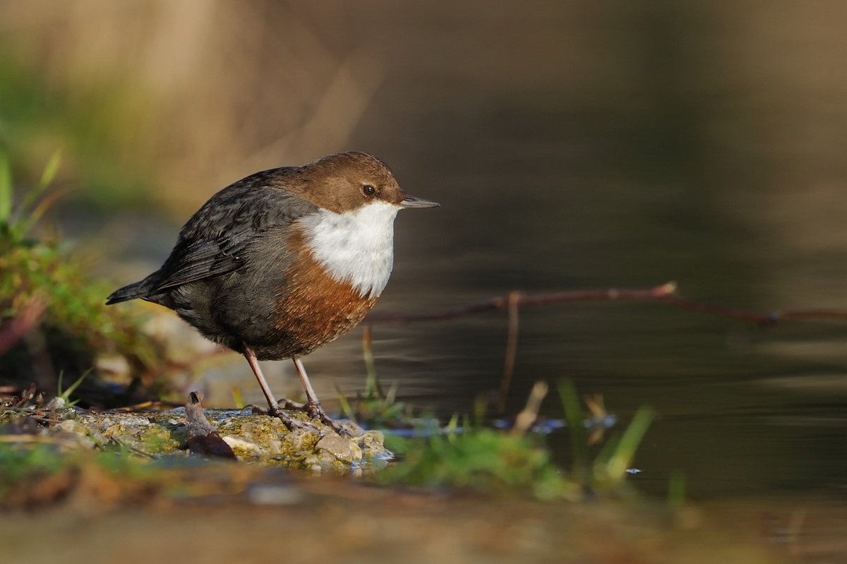 Dipper