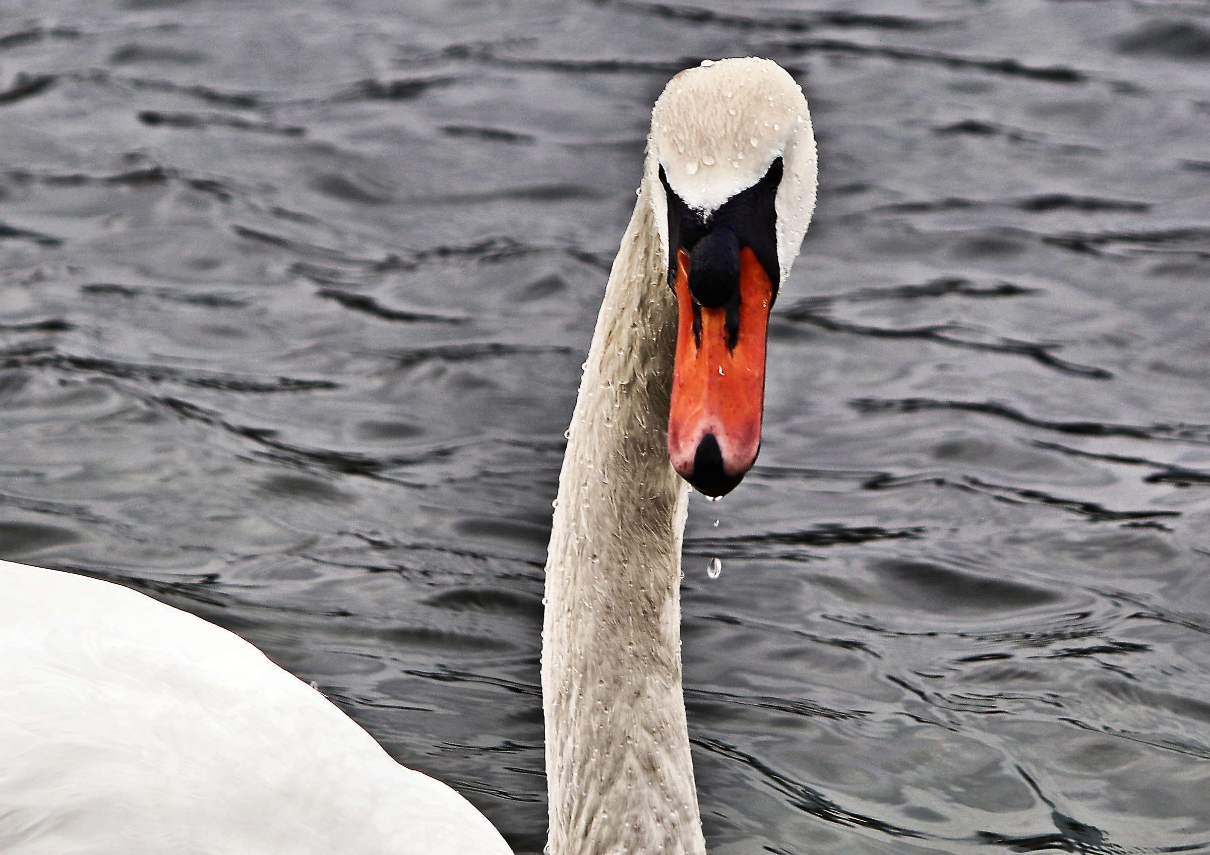 Swan.... starring