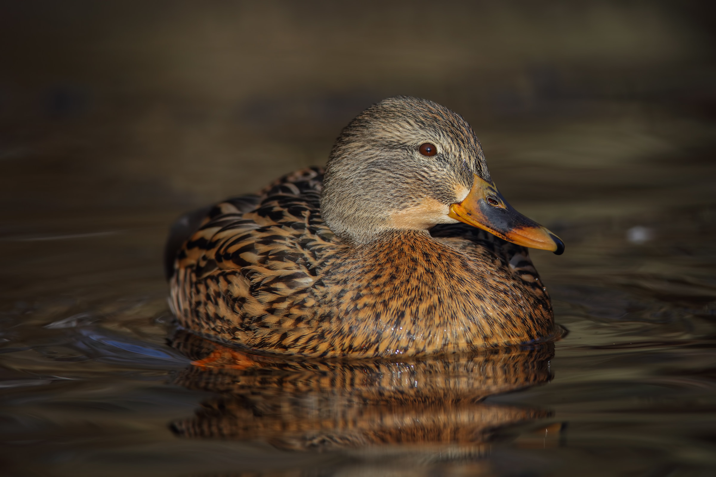 Mallard