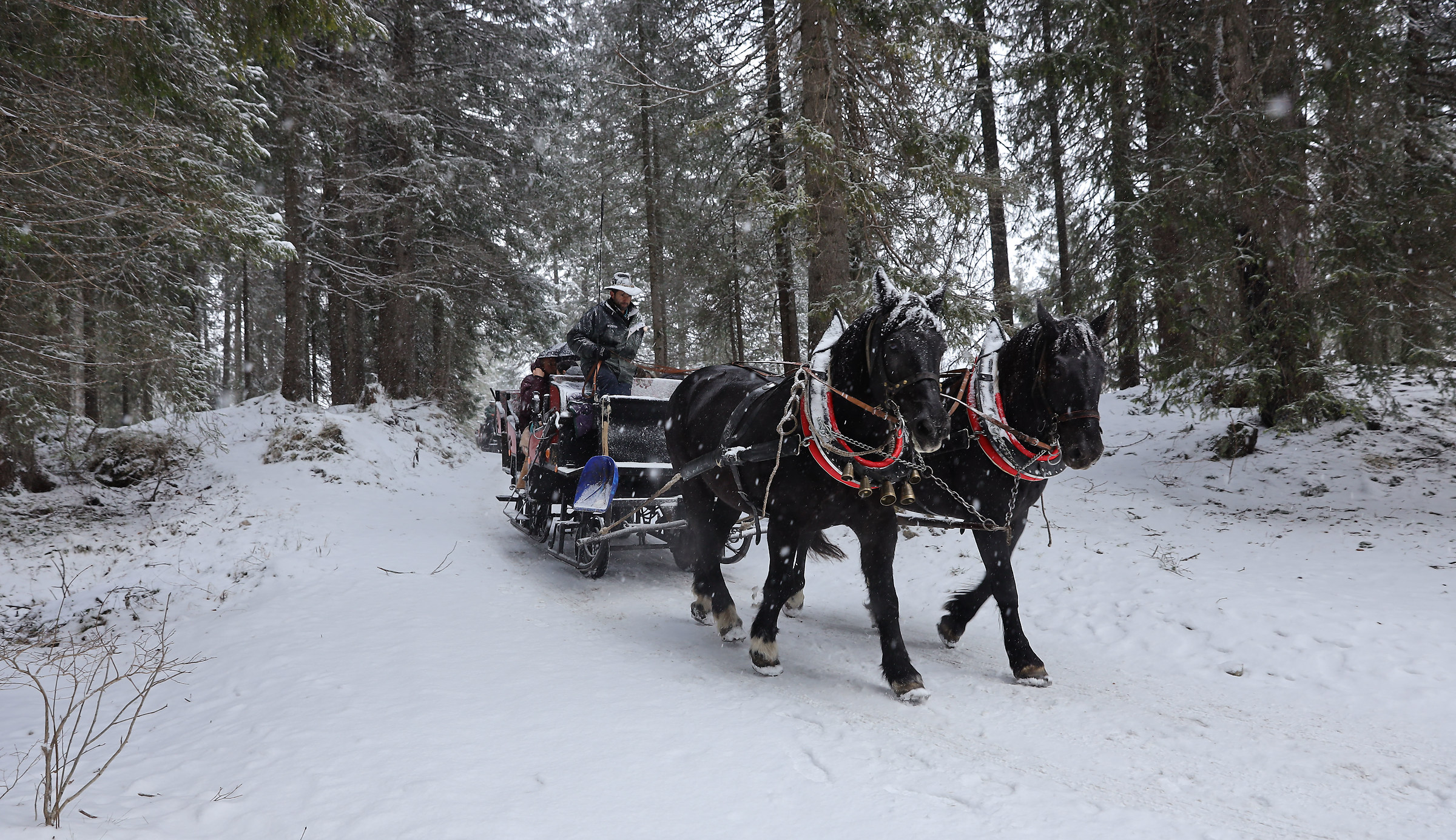 Horses with sled in the woods