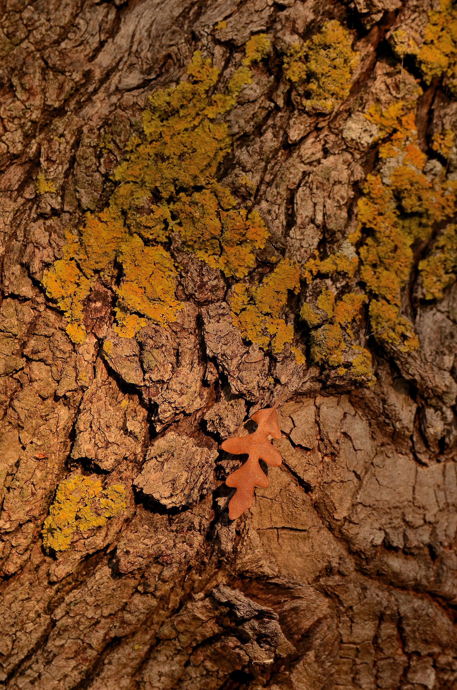 Adagio to the ground