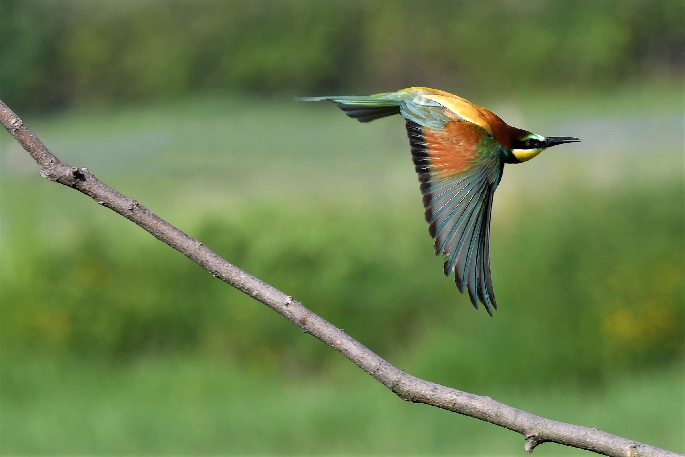 Bee-eater