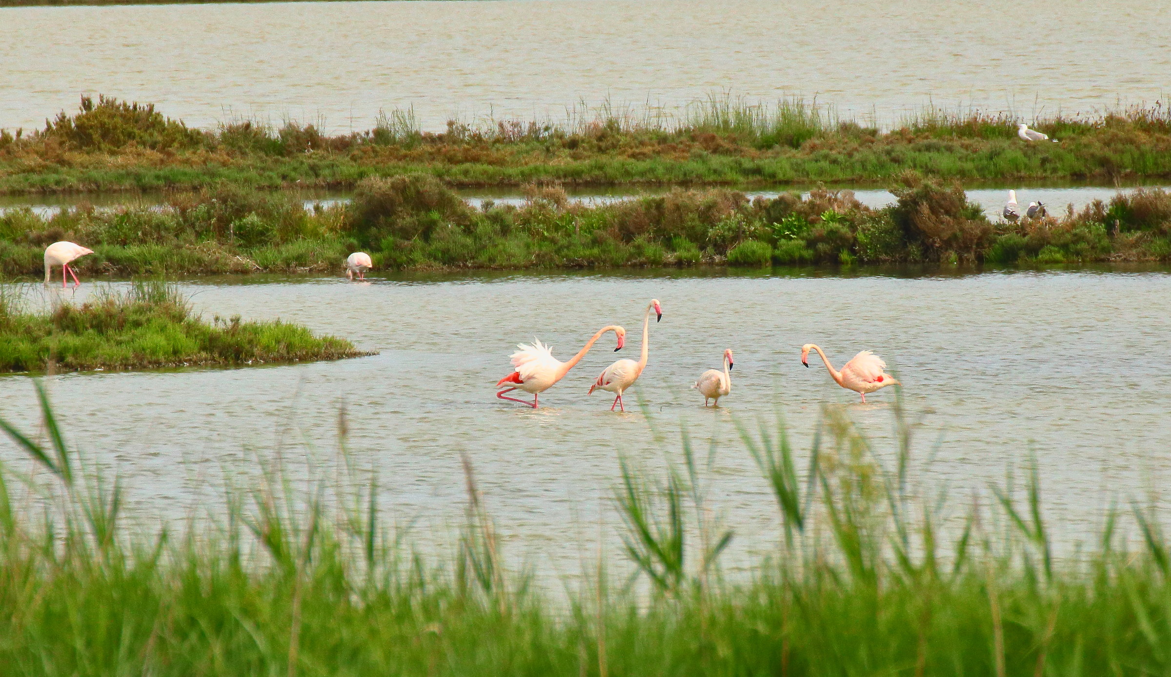 Delta of the PO Comacchio