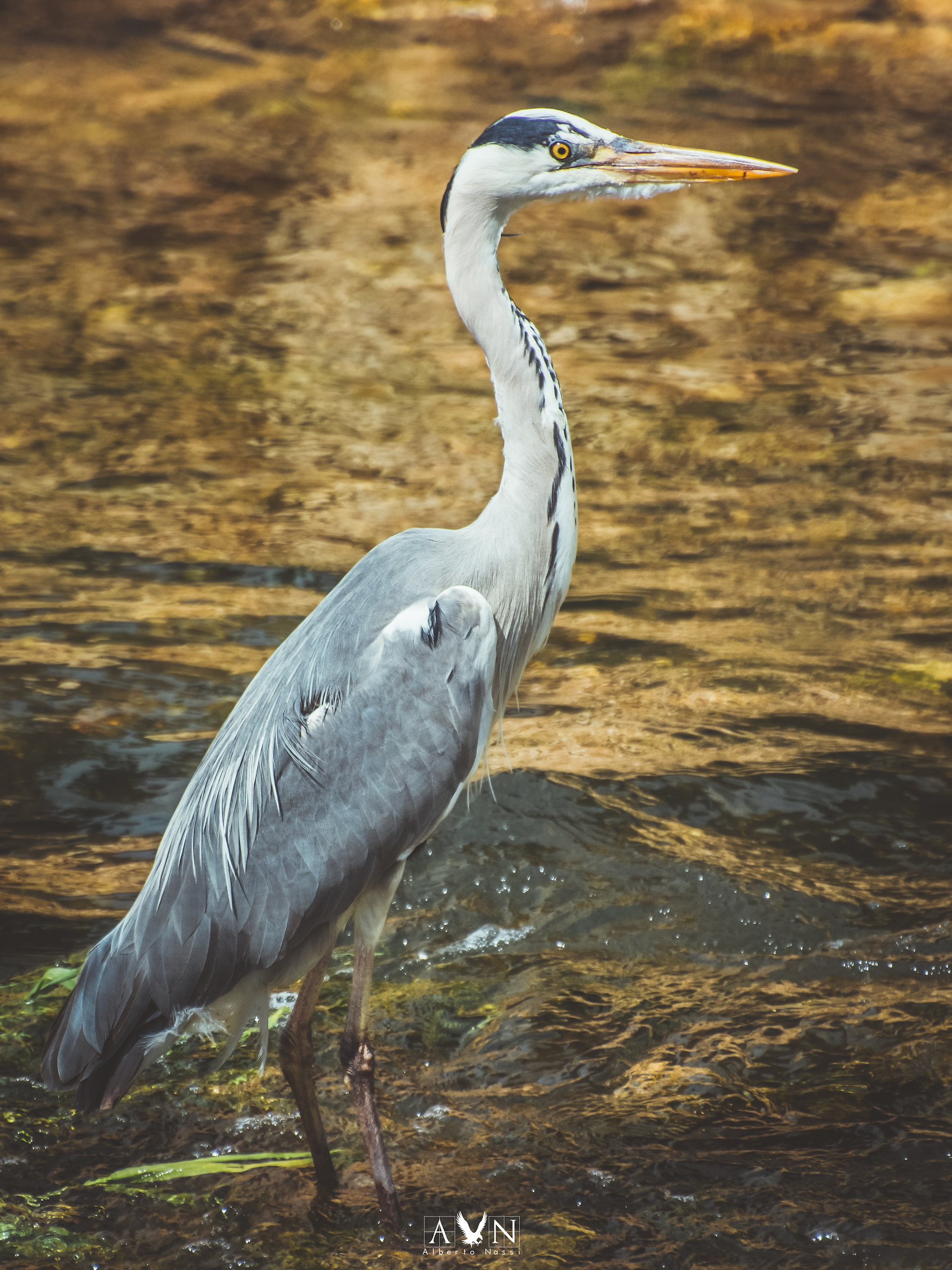 Grey Heron