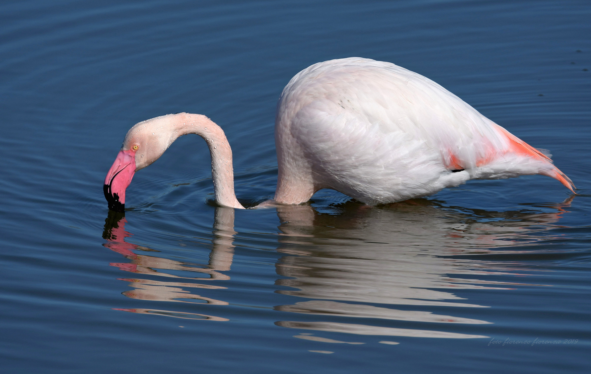Flamingo