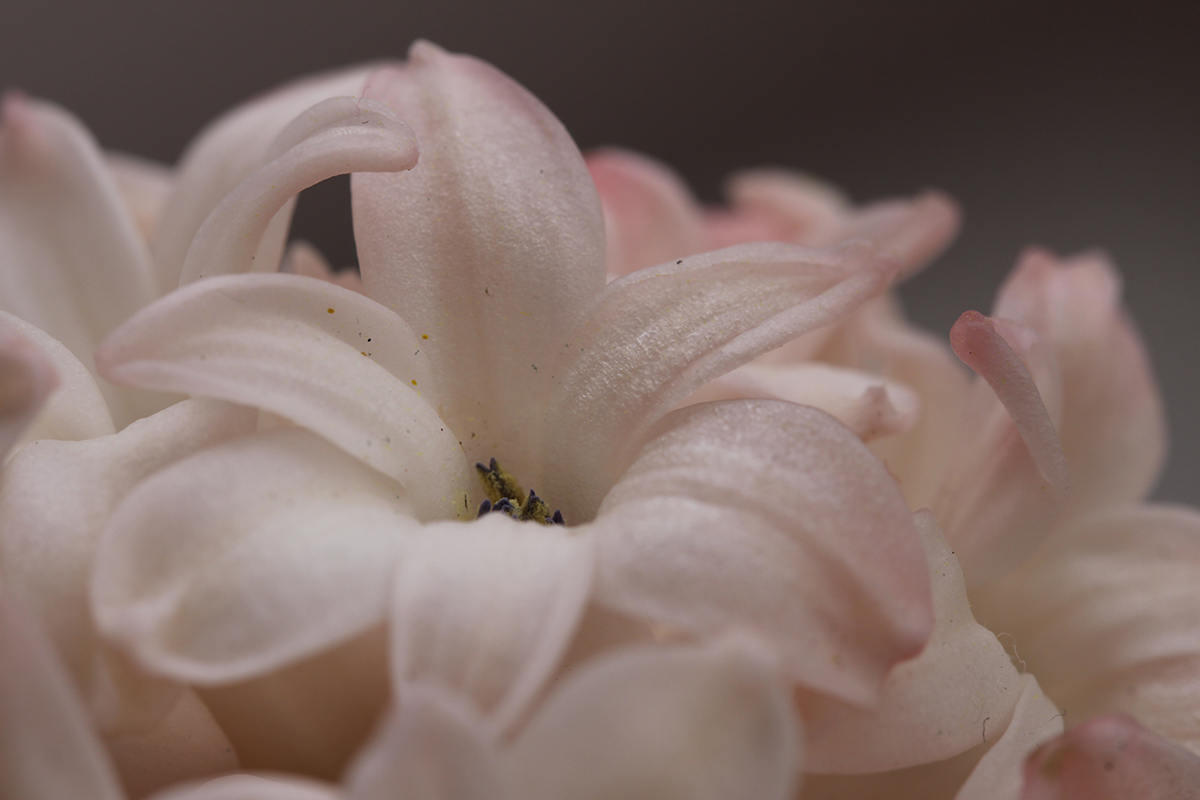 Hyacinthus transcaspicus - Fiore Giacinto