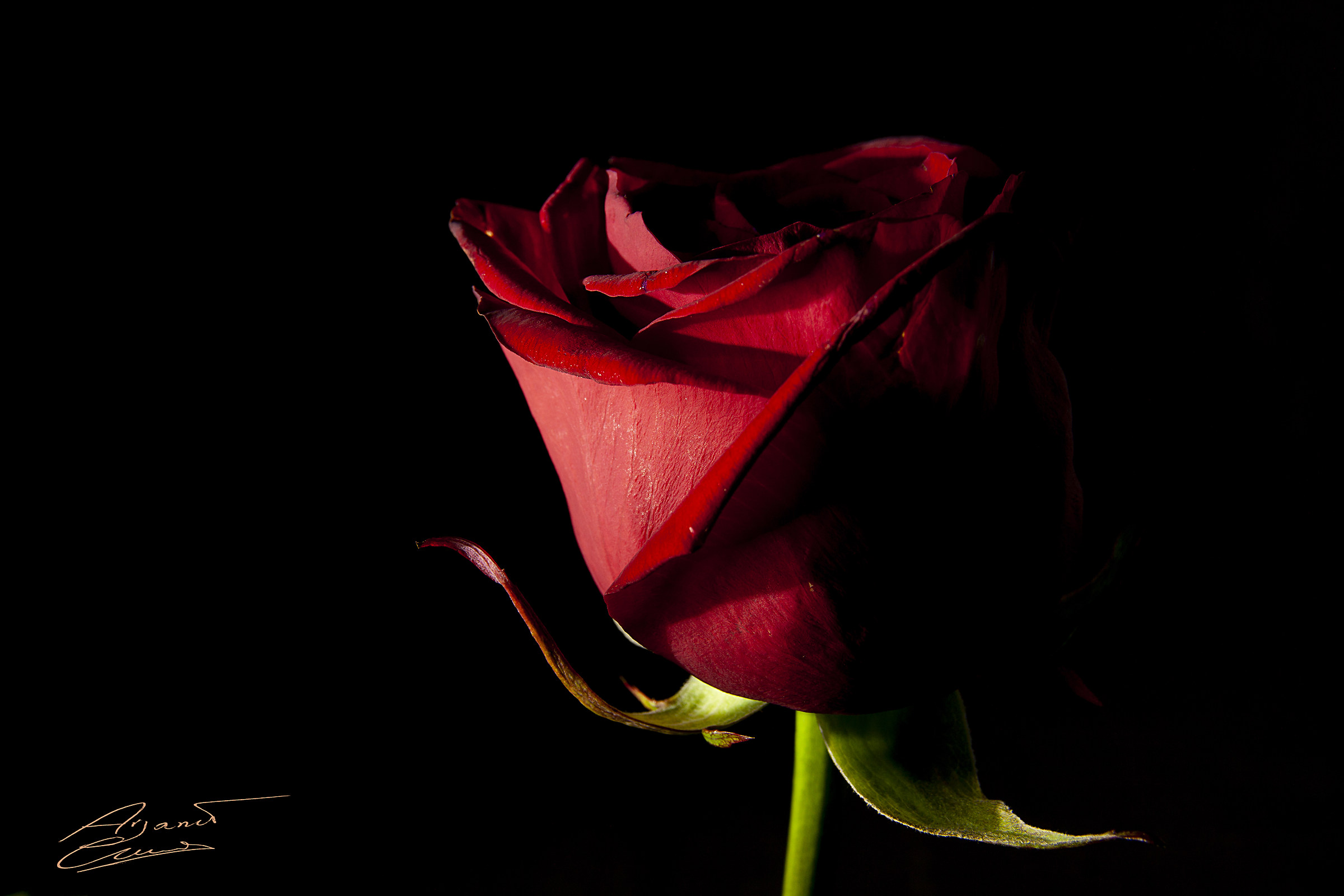 Velvety Rose