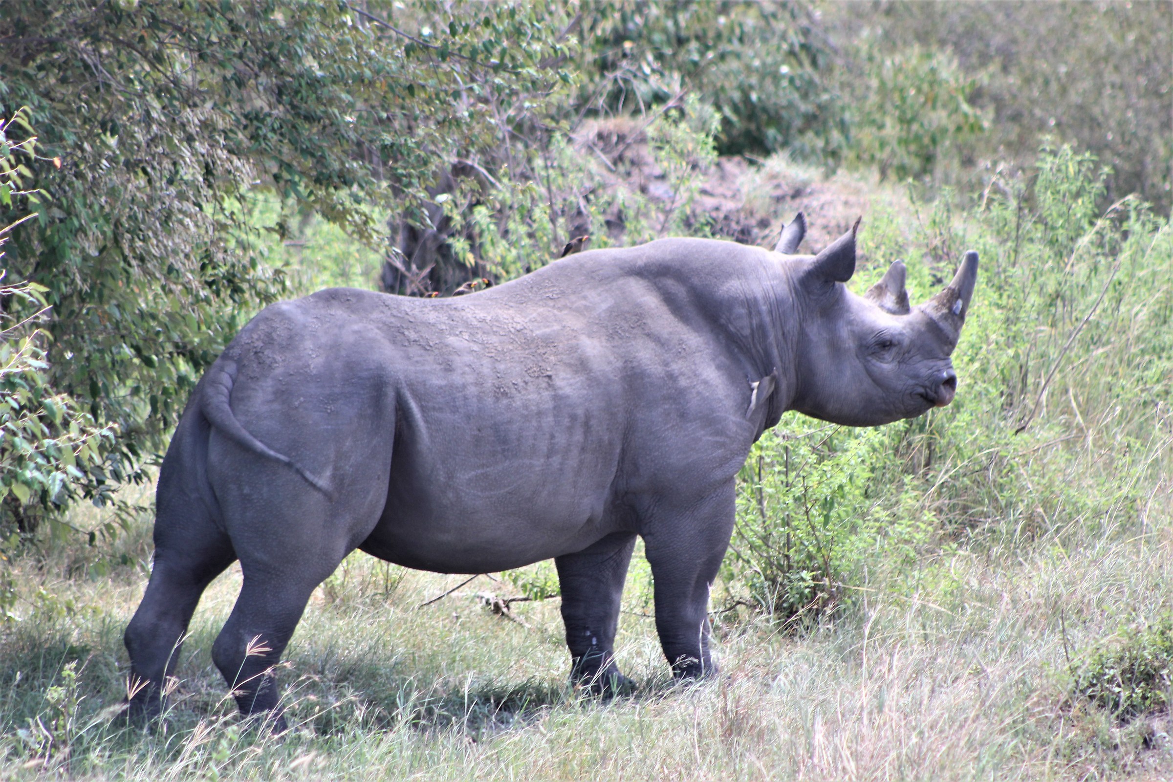 Rinoceronte al Mara tutti i big 5 al completo!!!