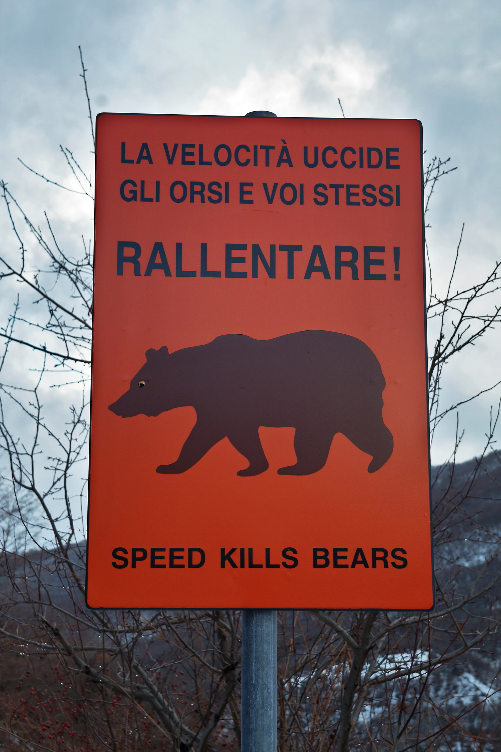 speed kills bears