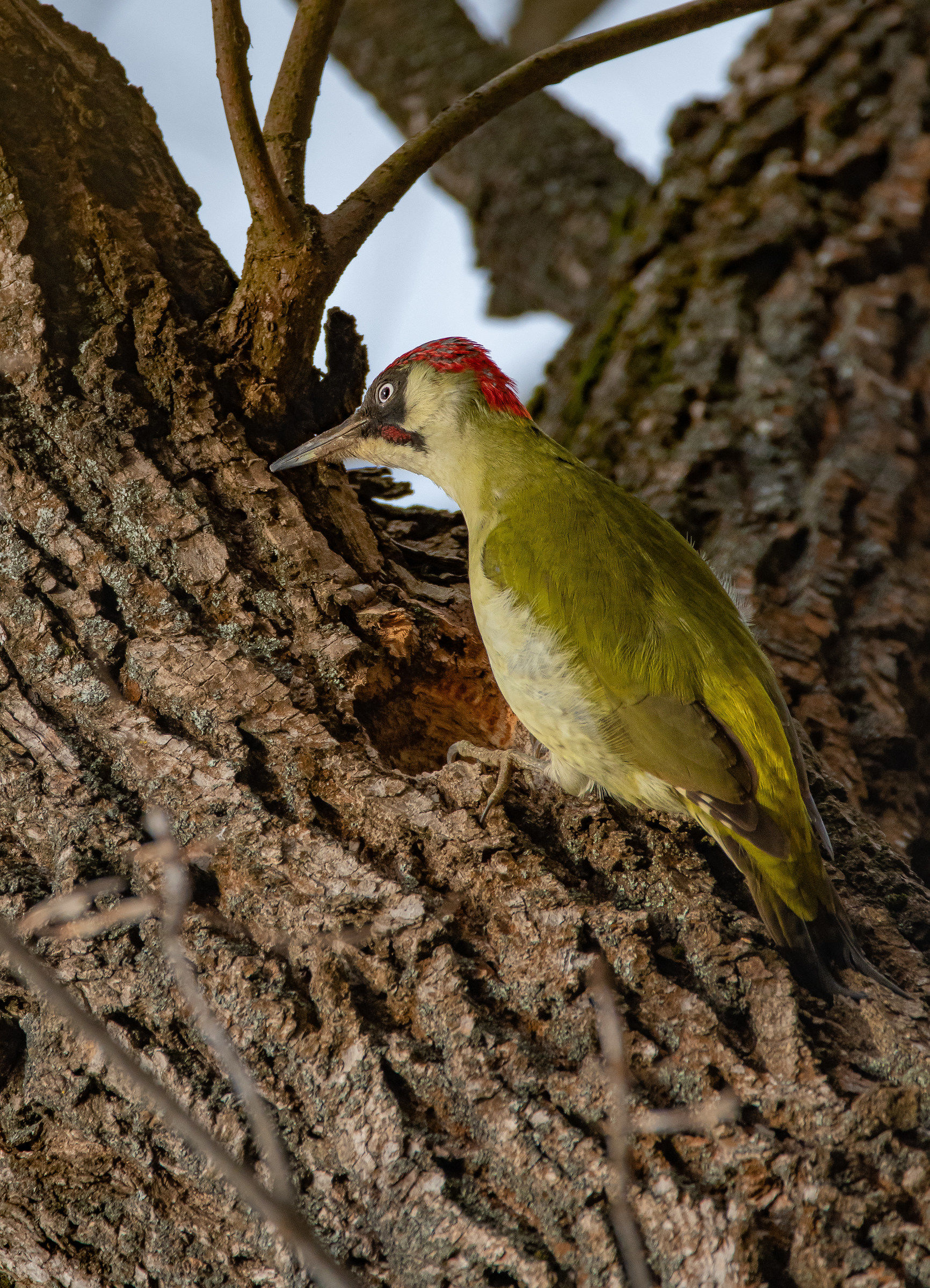 Picchio verde europeo