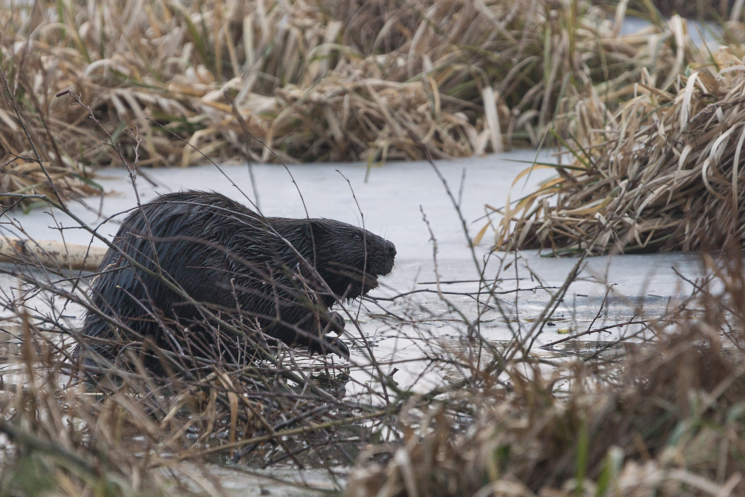 Castoro europeo (fibra di ricino)