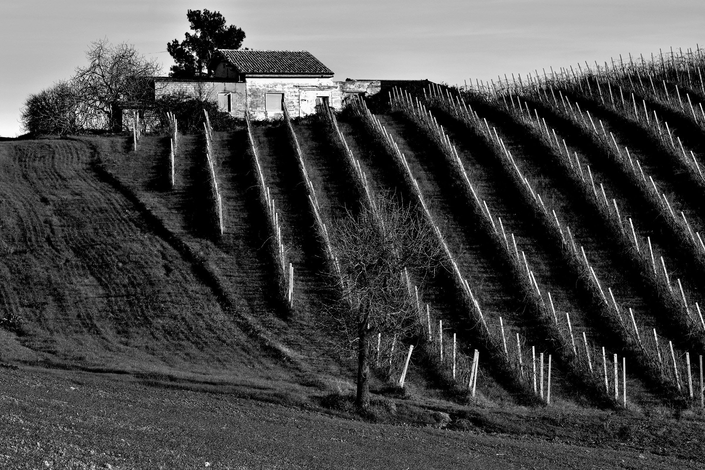 The Vineyard B&W 2