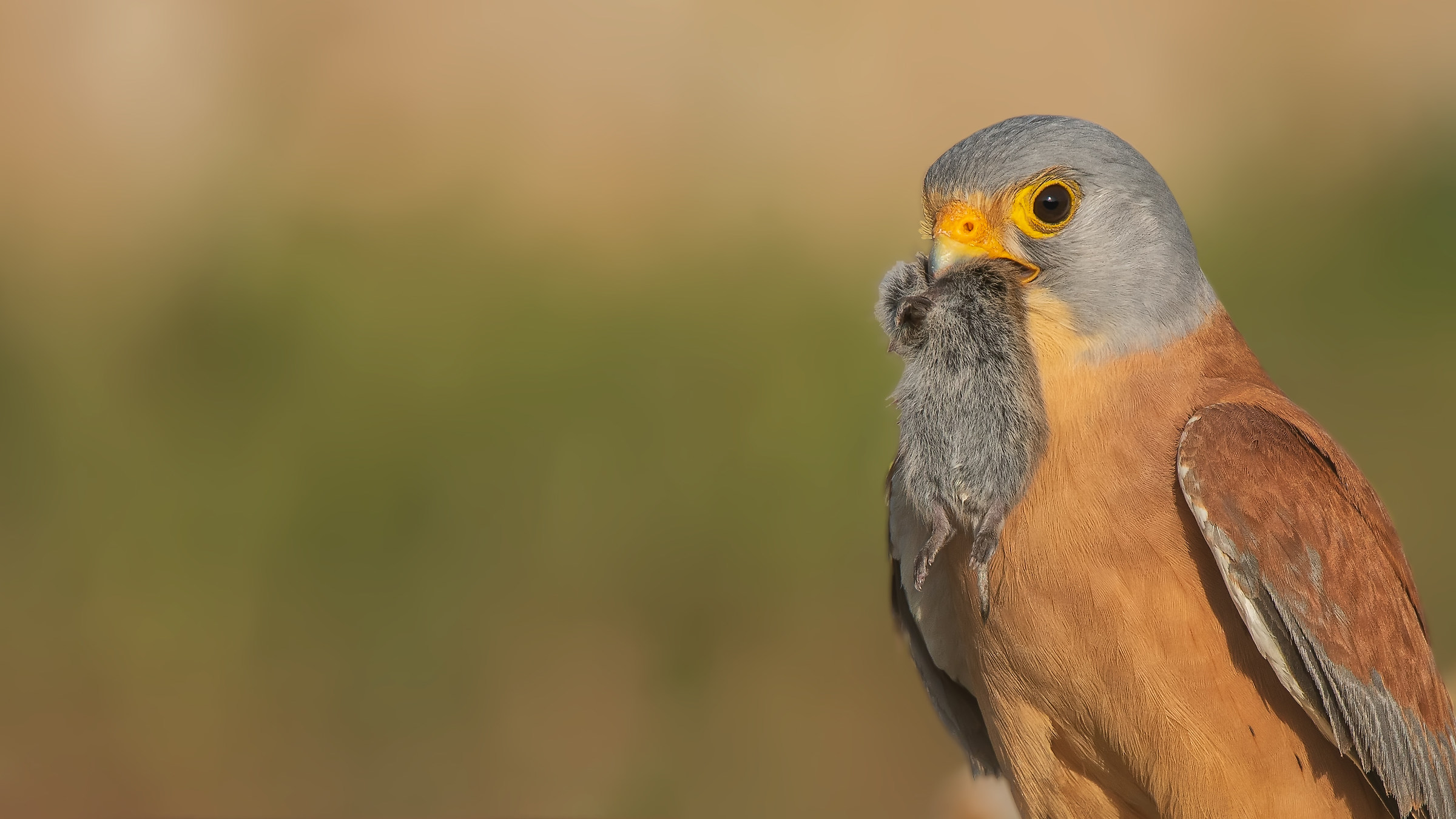 Küçük kerkenez » Lesser Kestrel