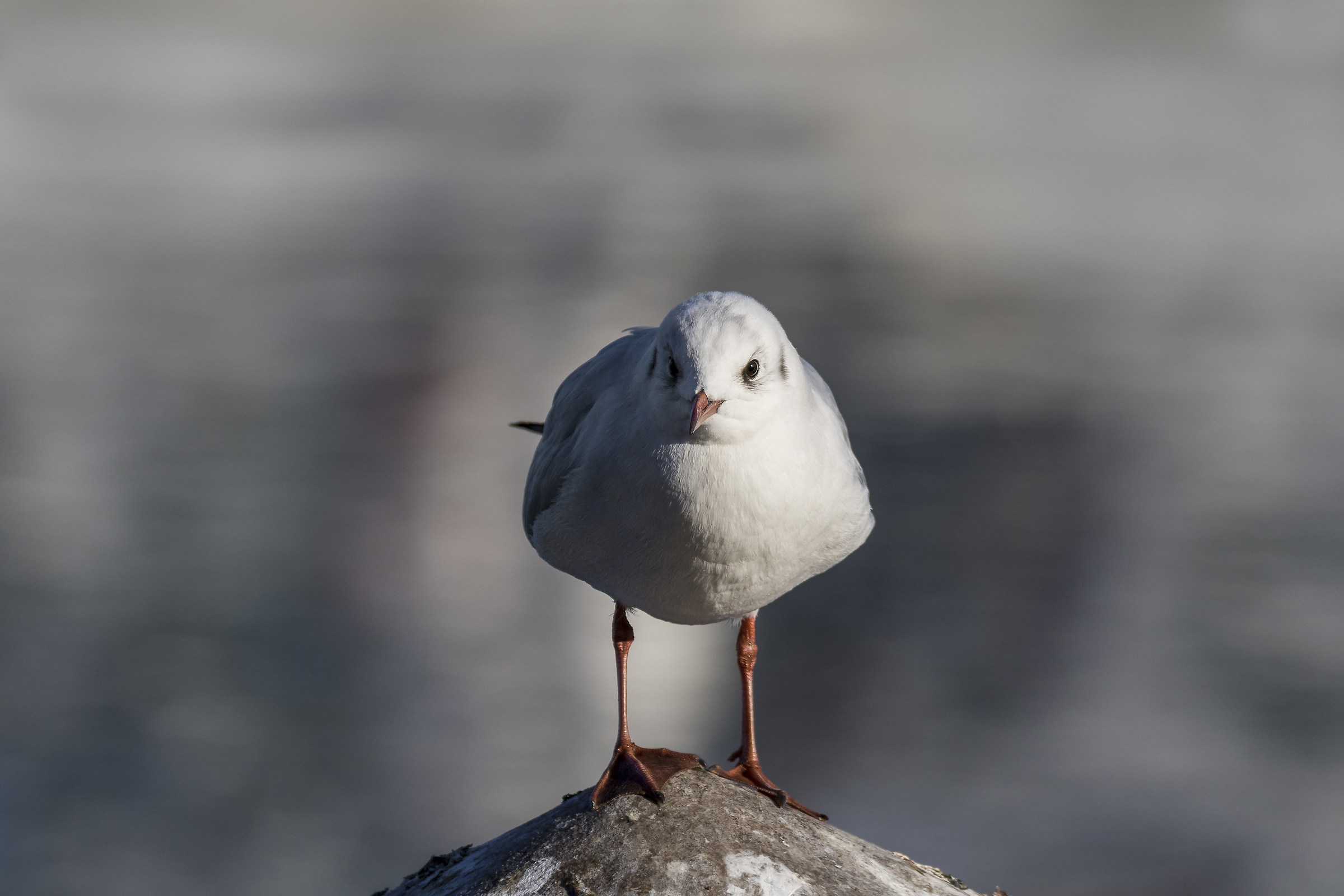 Common Seagull "Chroicocephalus Ridibundus"
