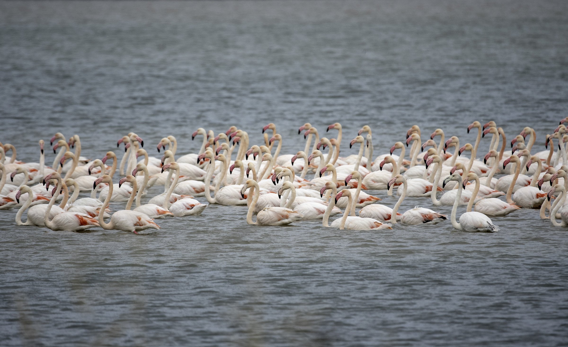 Fenicotteri a riposo