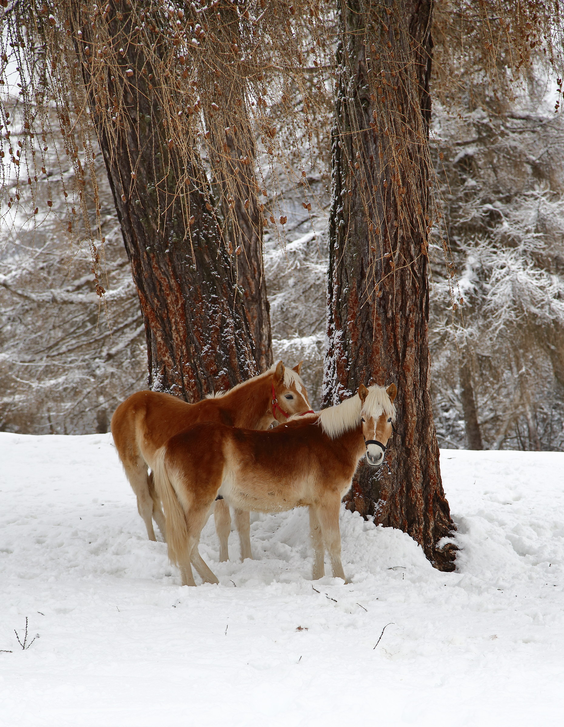 Sheltered from the snow