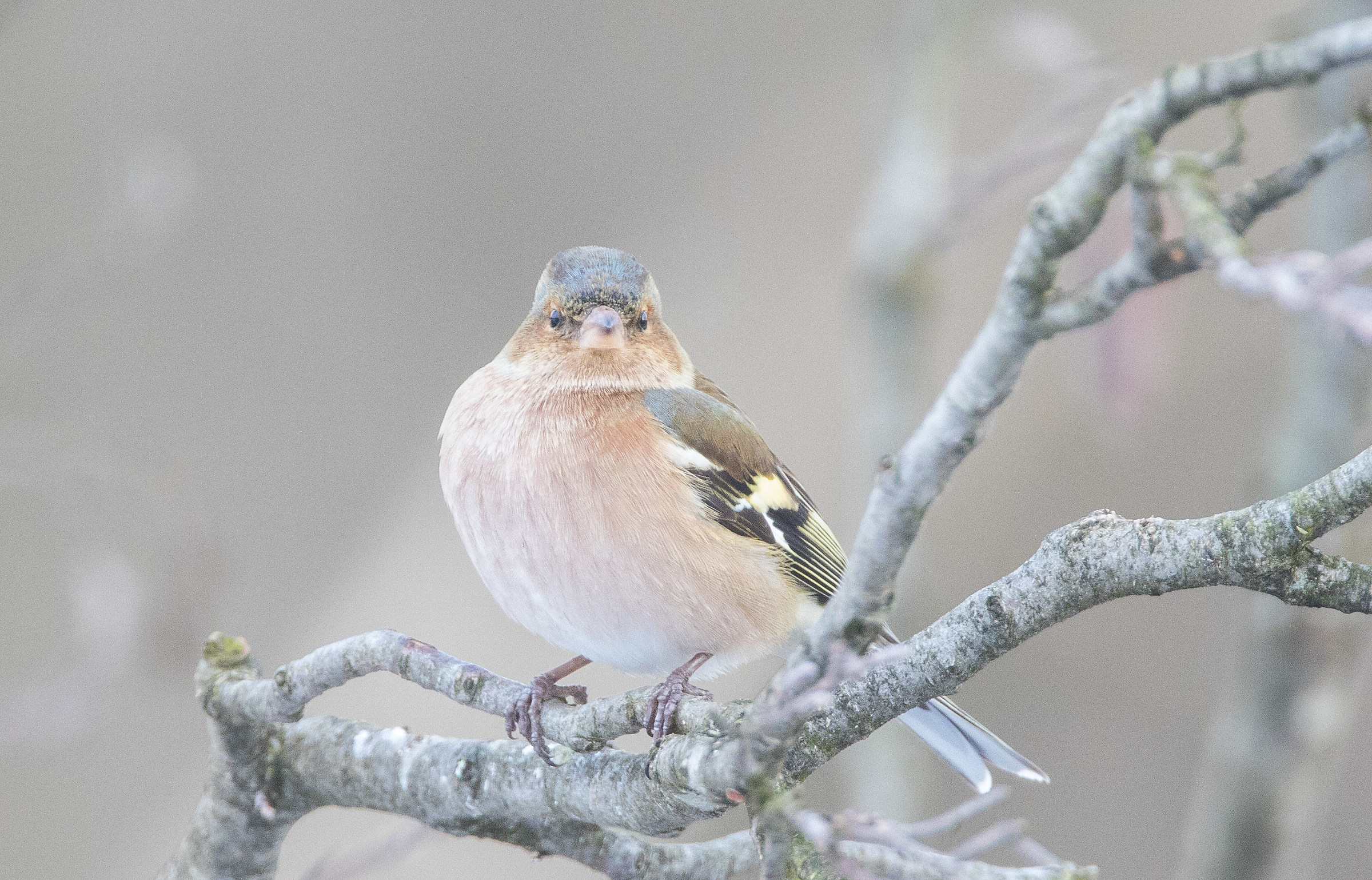 Chaffinch