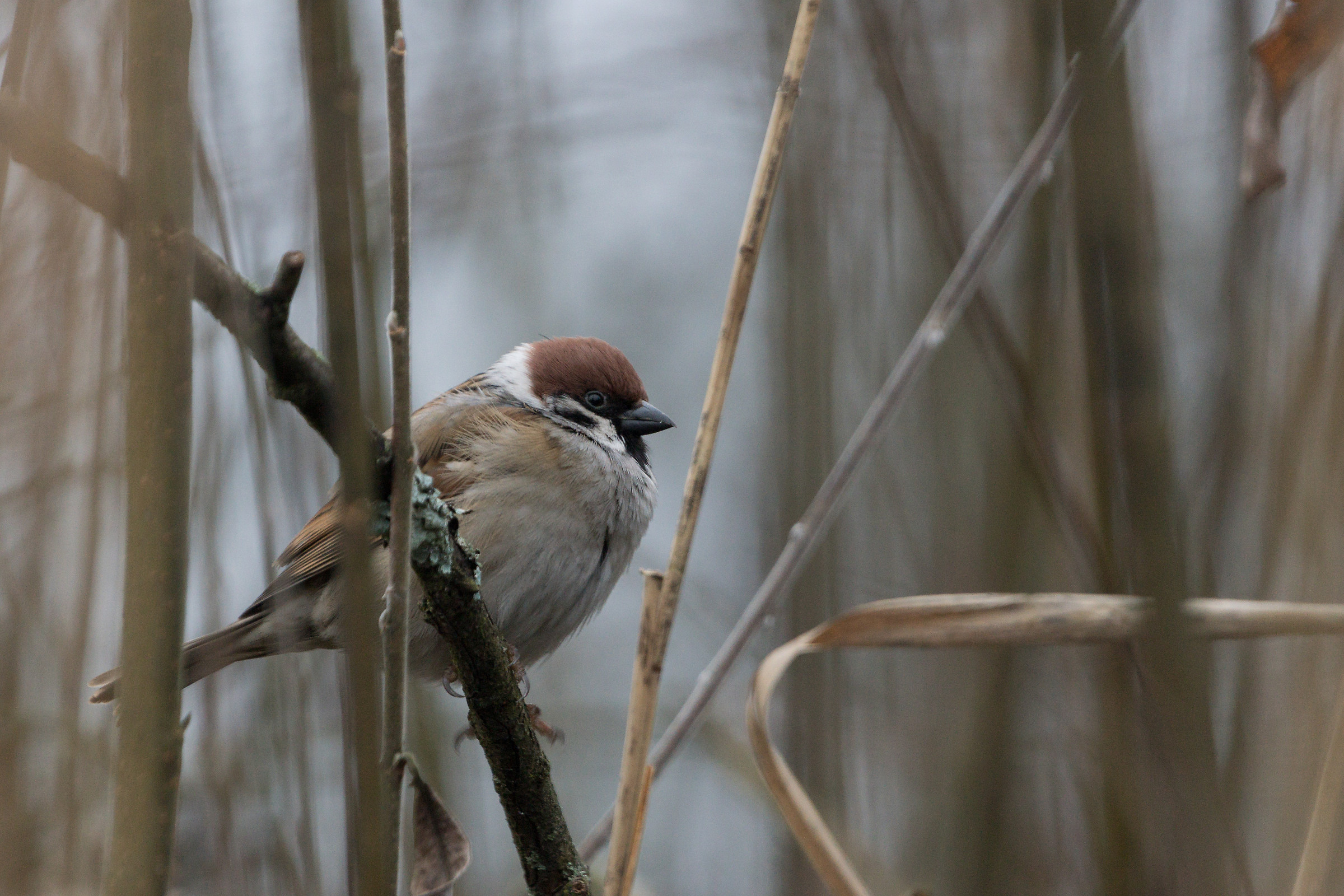 Eurasian tree sparrow (Passer montanus)