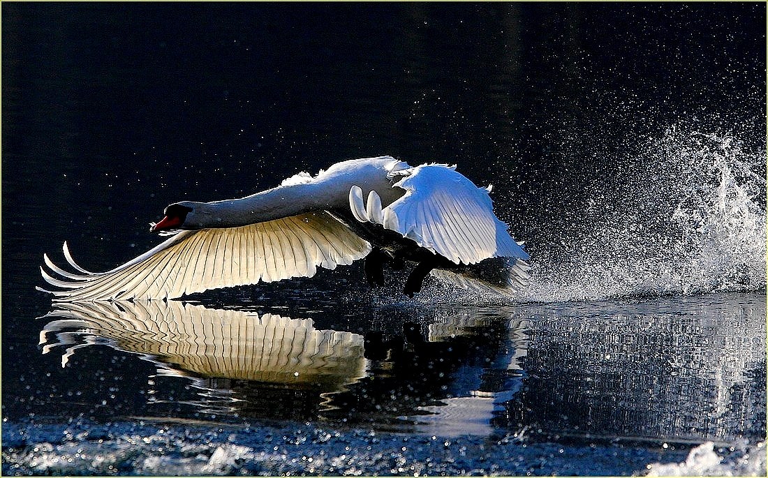 ,, cigno in atterraggio,,