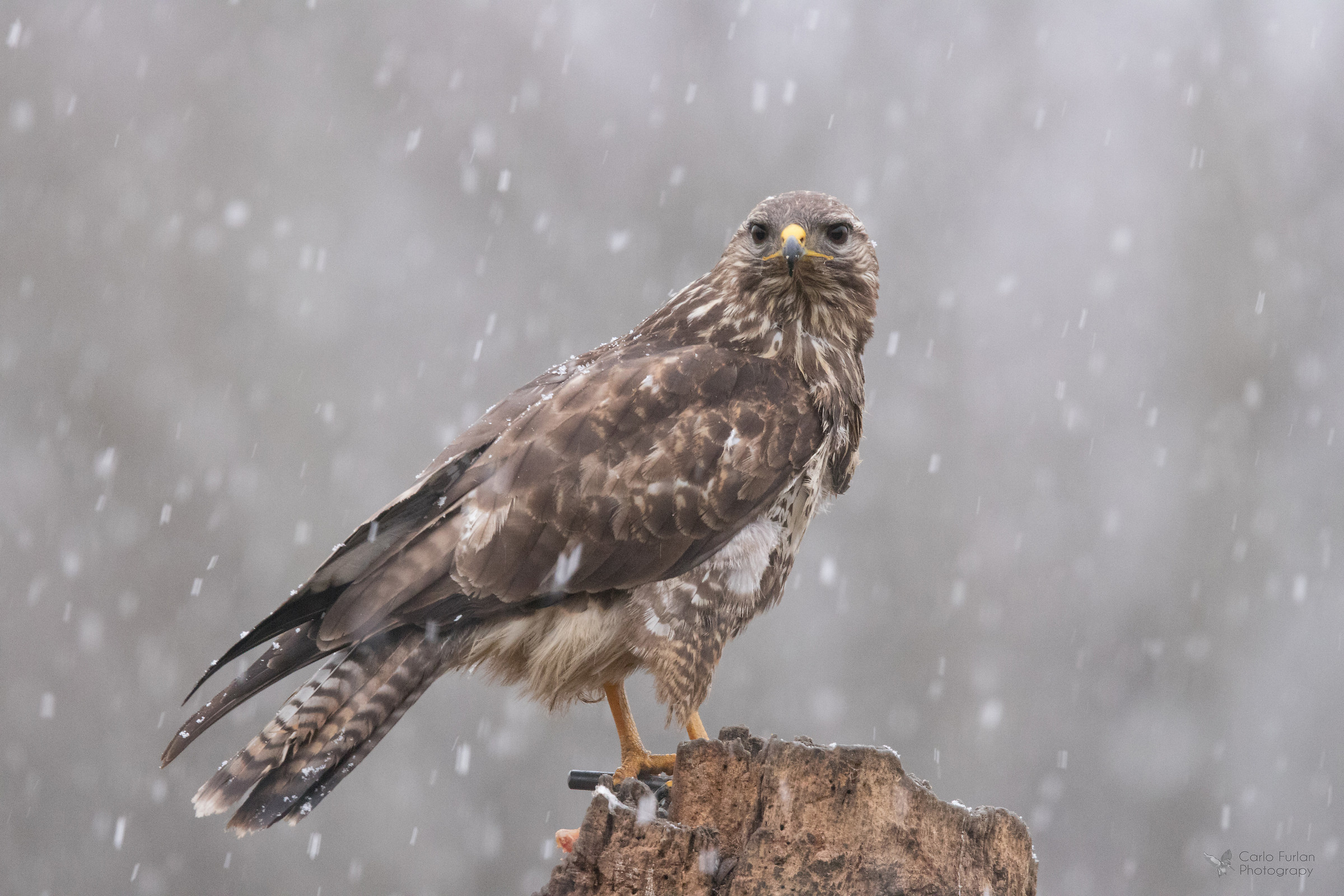 Buzzard in the Snow