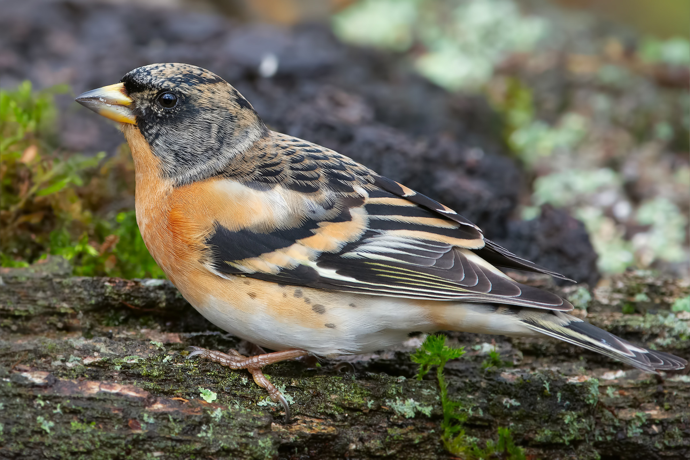 Brambling