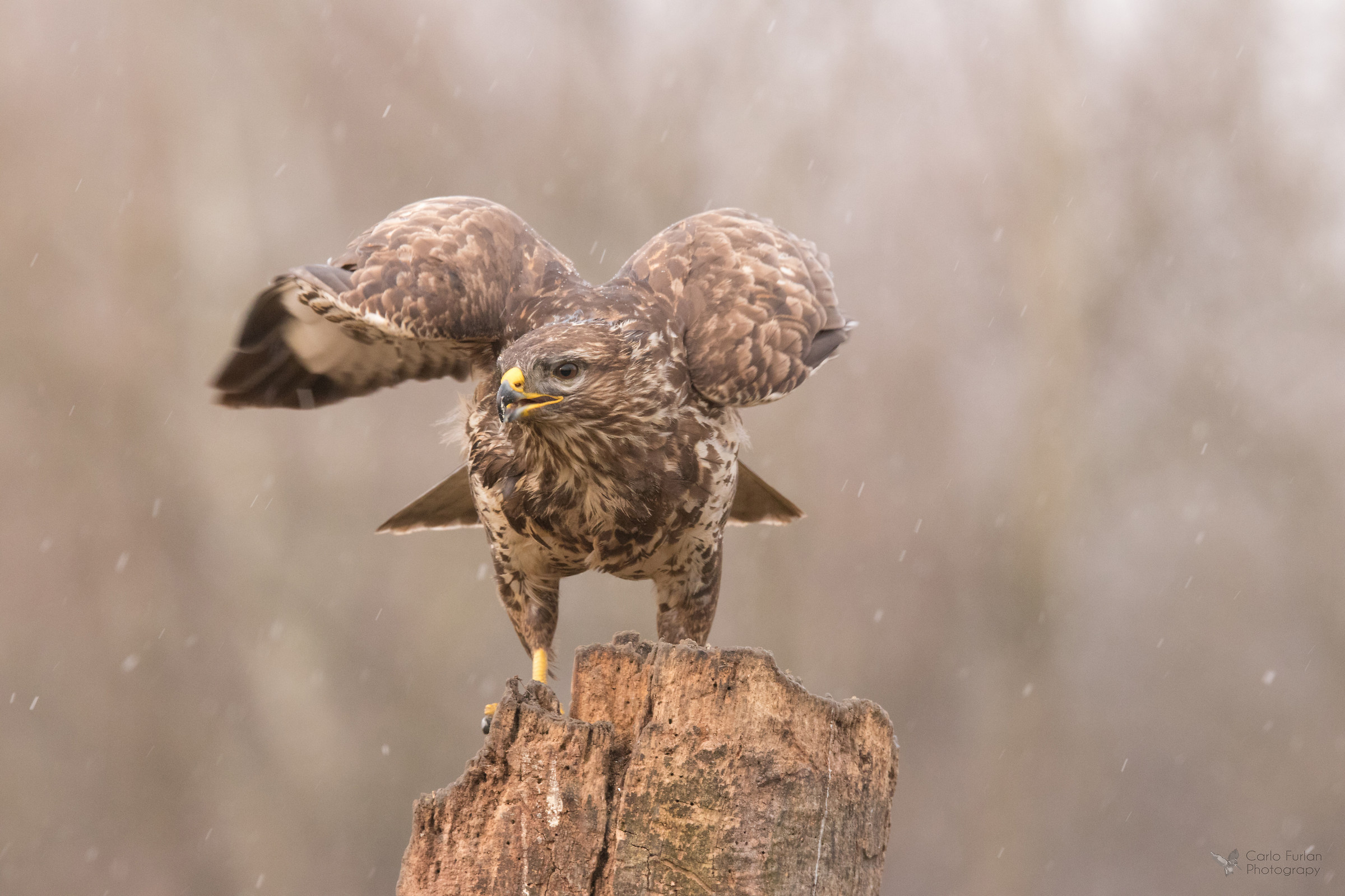 Buzzard in the Snow