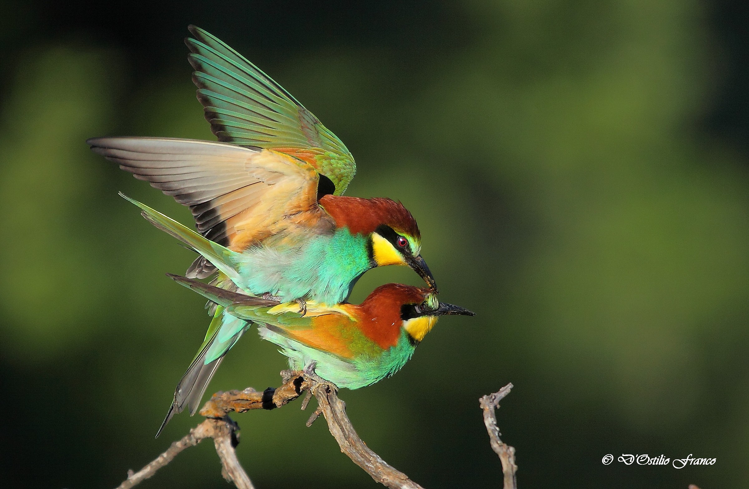 Bee-eaters in love.
