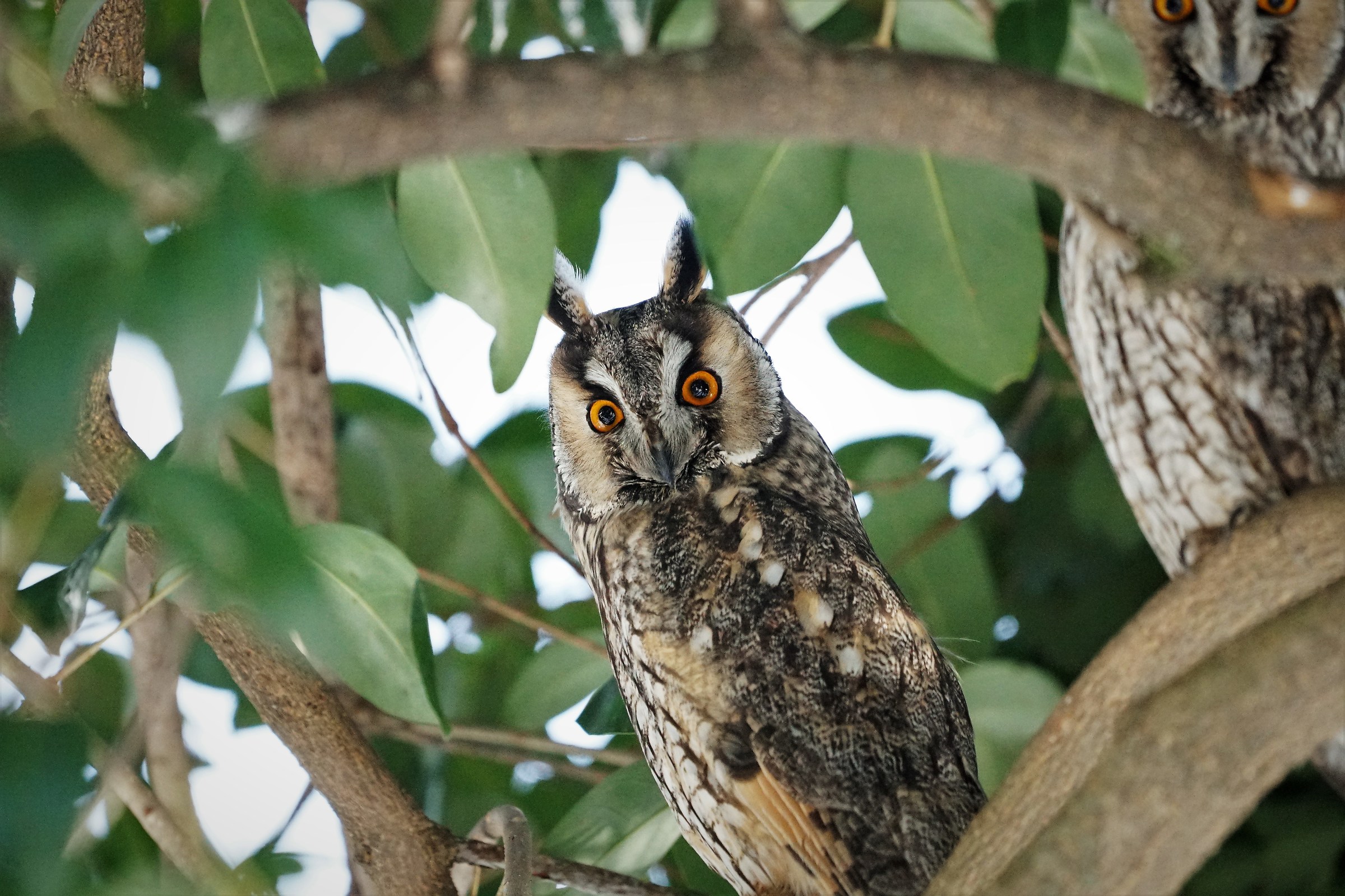 Oh Oh....ci have seen....