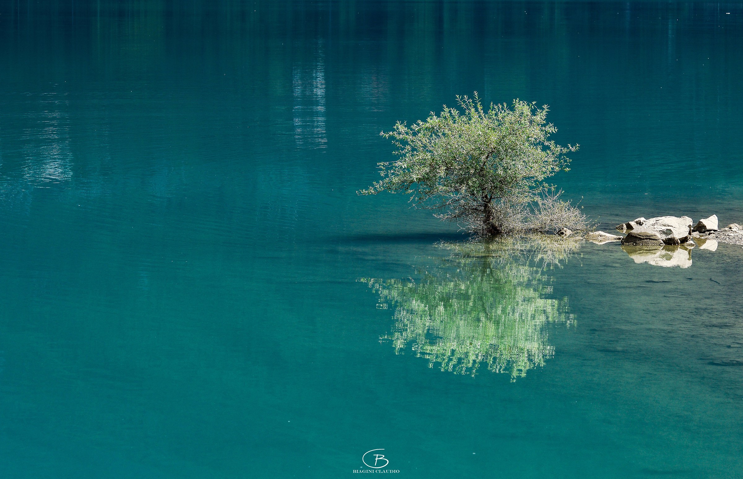 The Lonely Tree