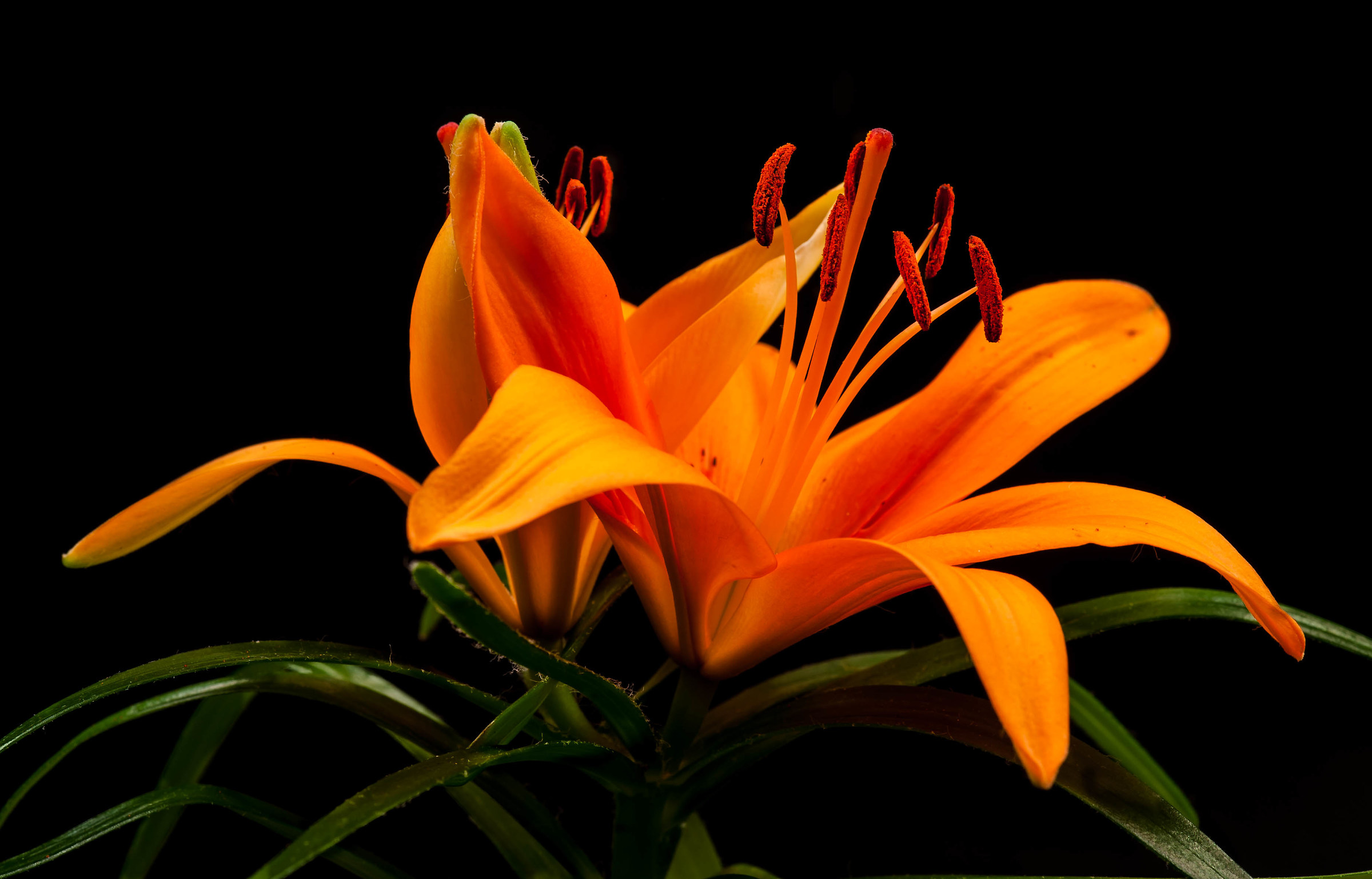 Lilium