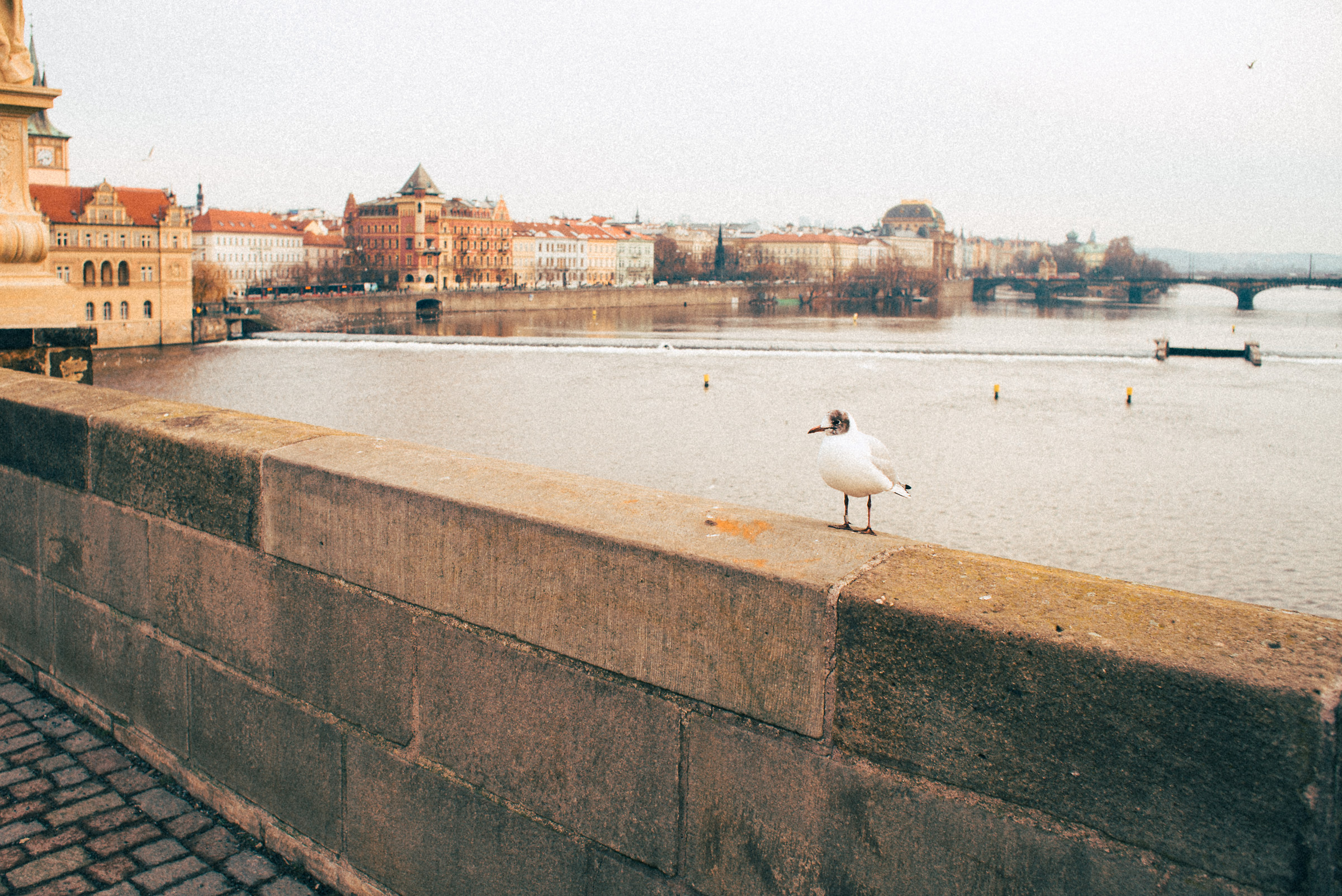 On the Charles Bridge