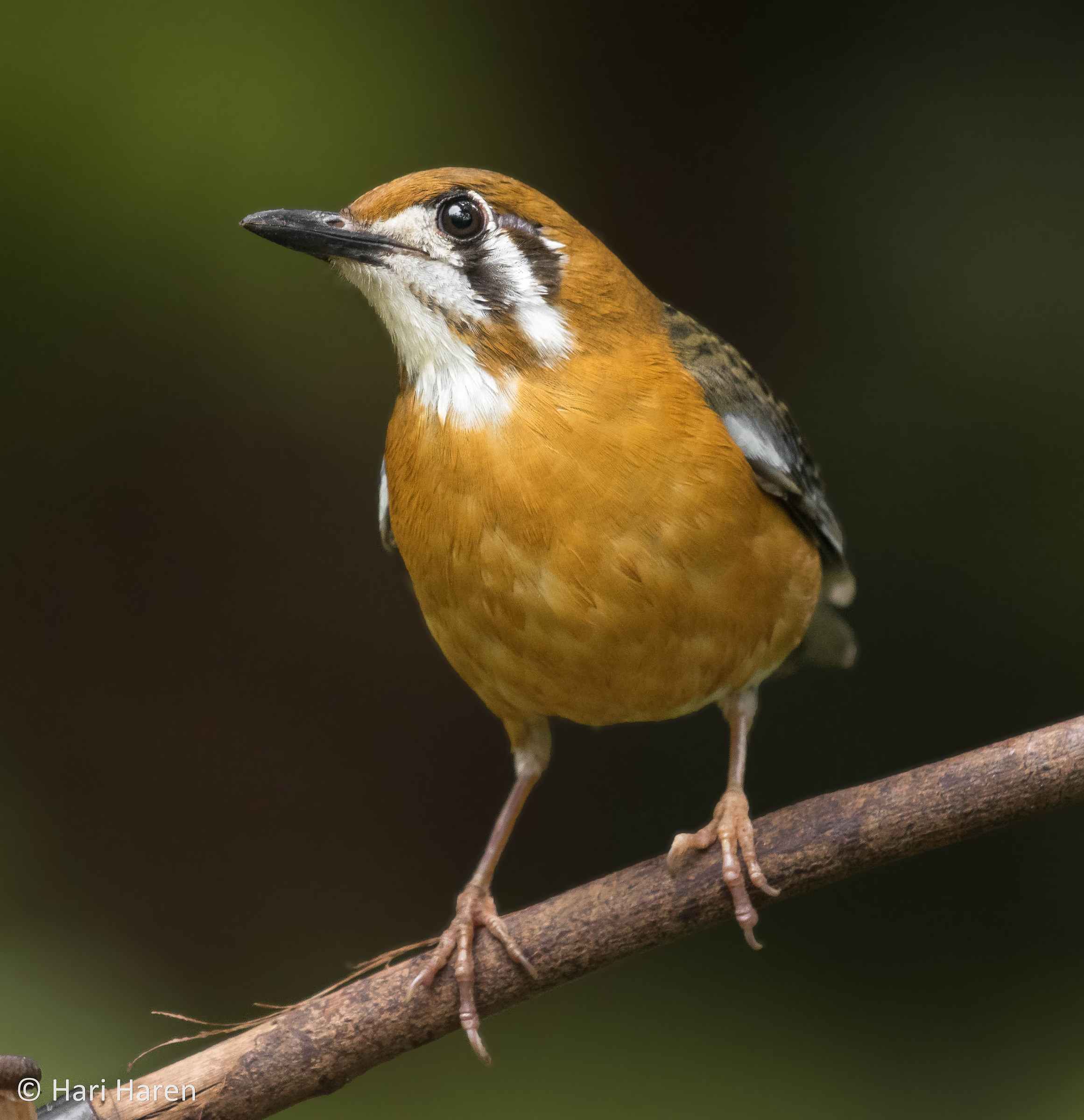Tordo con testa arancione