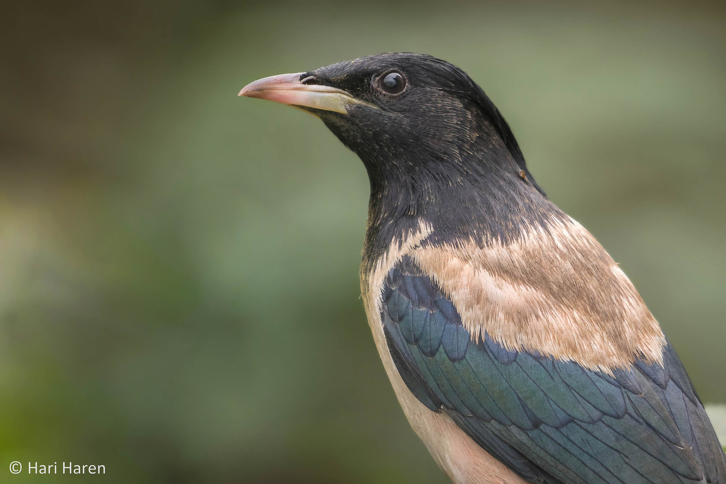 Rosy starling